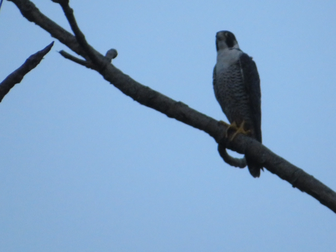 Falcão-peregrino (Falco peregrinus), aves, fotografado em Maresias, São Sebastião