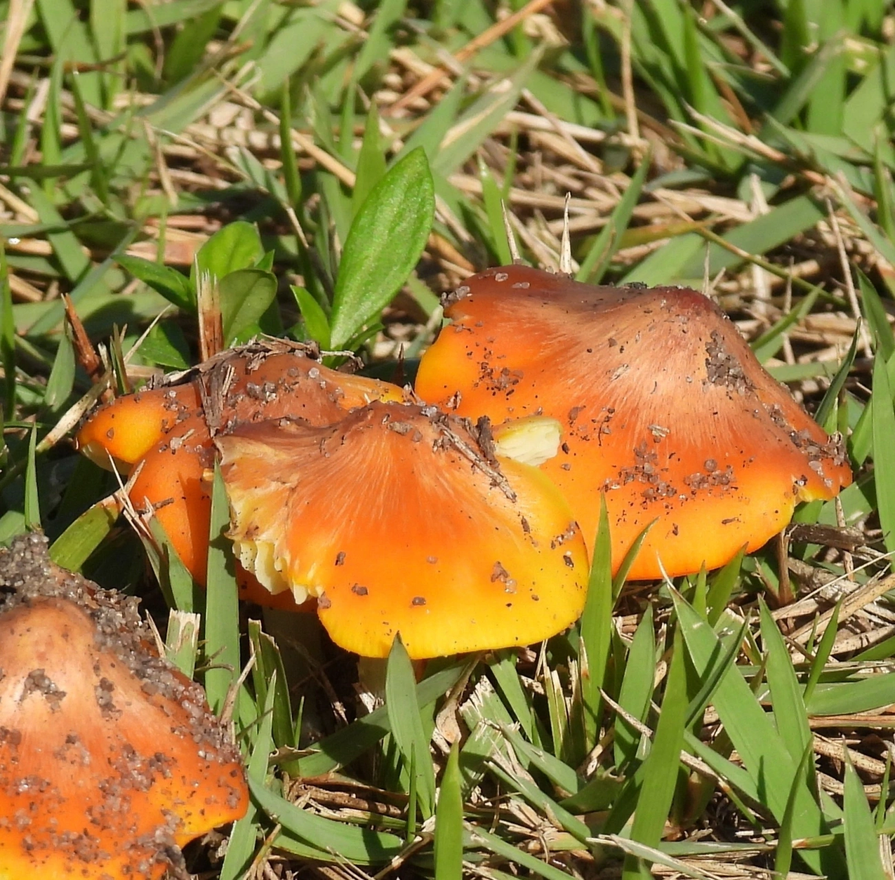 Hygrocybe, fungos, fotografado em Maresias, São Sebastião
