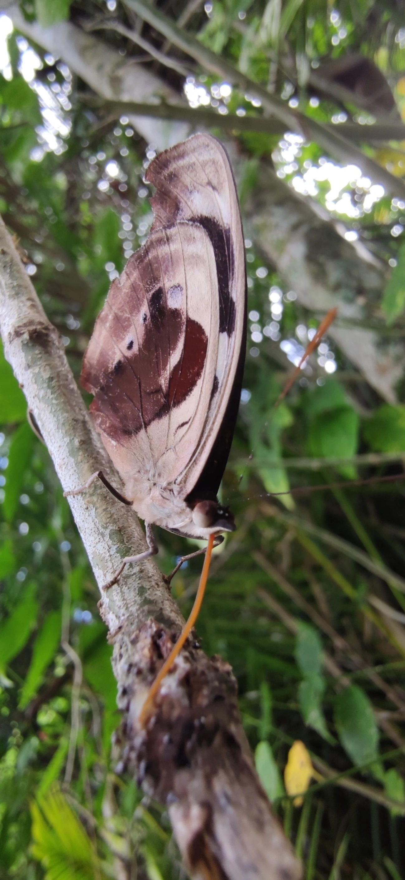 Catones (Catonephele), insetos, fotografado em Maresias, São Sebastião
