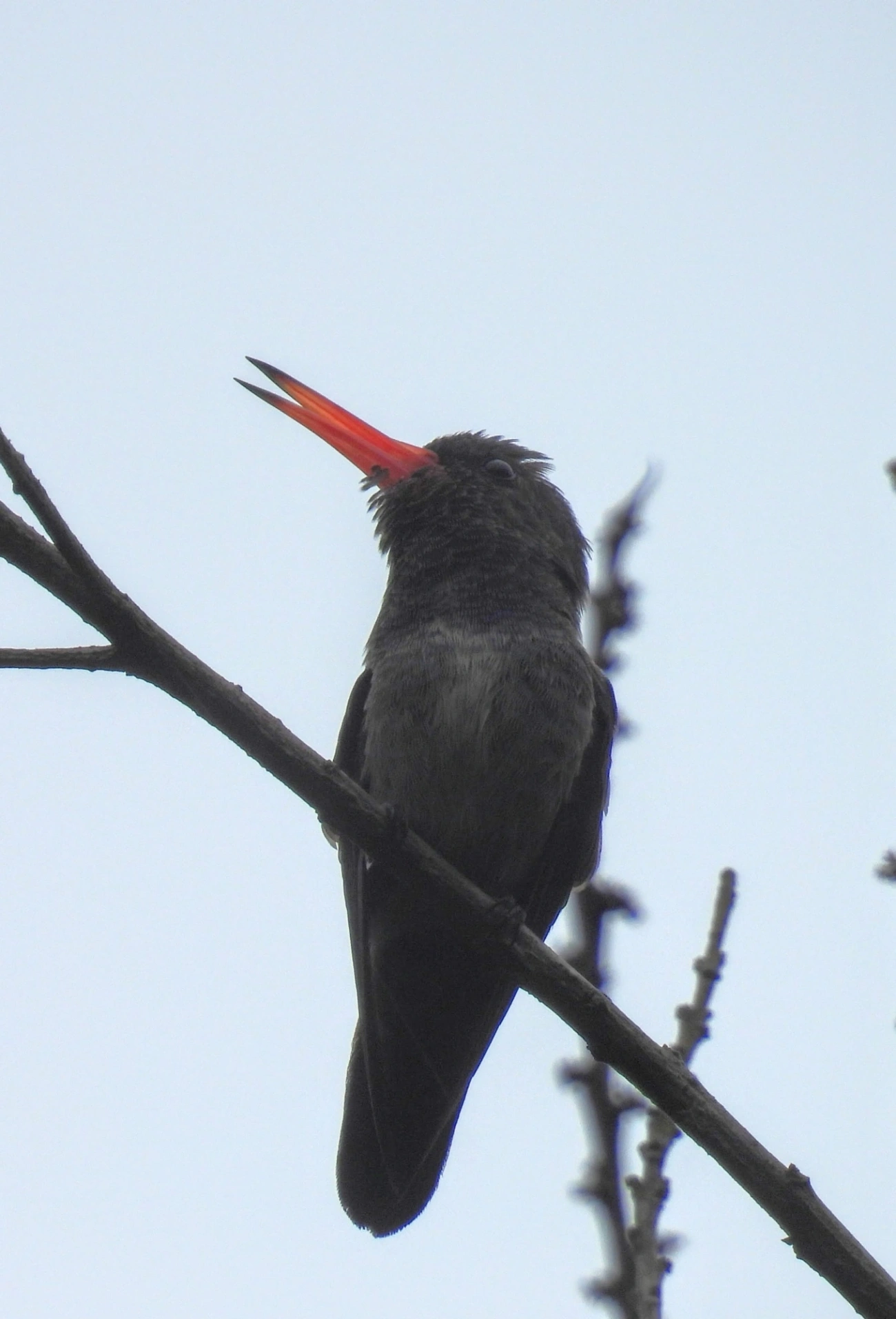 Beija-flor-roxo (Chlorestes cyanus), aves, fotografado em Maresias, São Sebastião