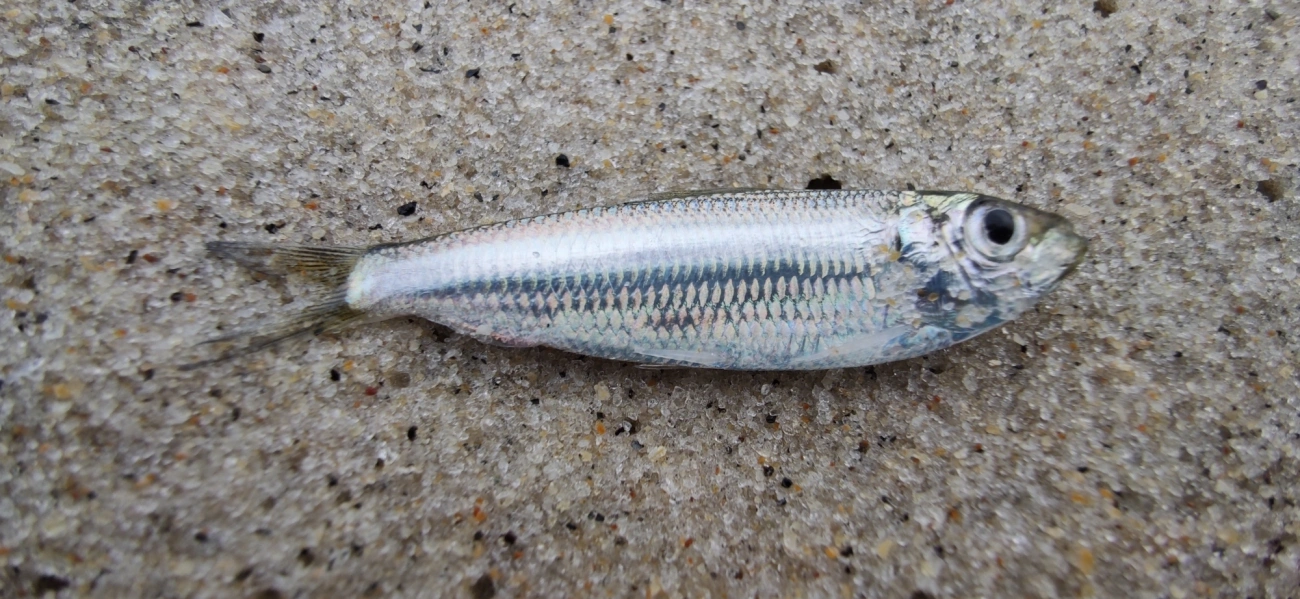 Harengula, peixes, fotografado em Maresias, São Sebastião
