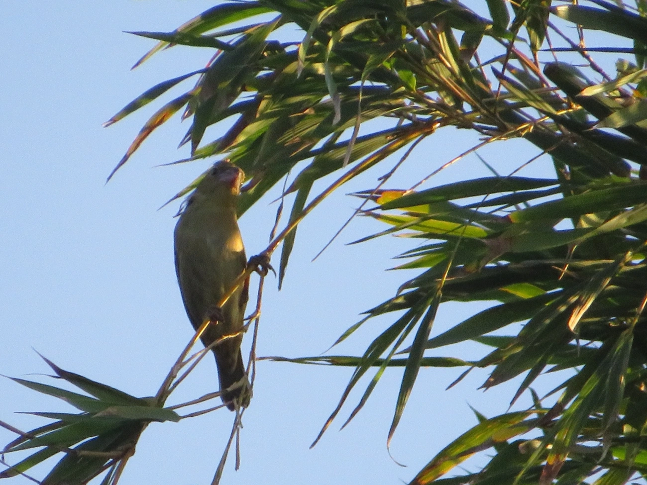 Baiano (Sporophila nigricollis), aves, fotografado em Maresias, São Sebastião