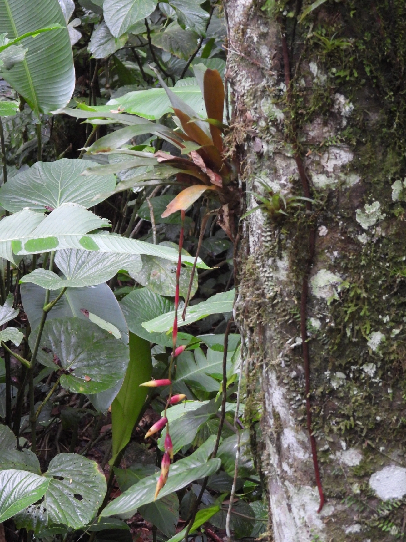 Vriesea simplex, plantas, fotografado em Boiçucanga, São Sebastião