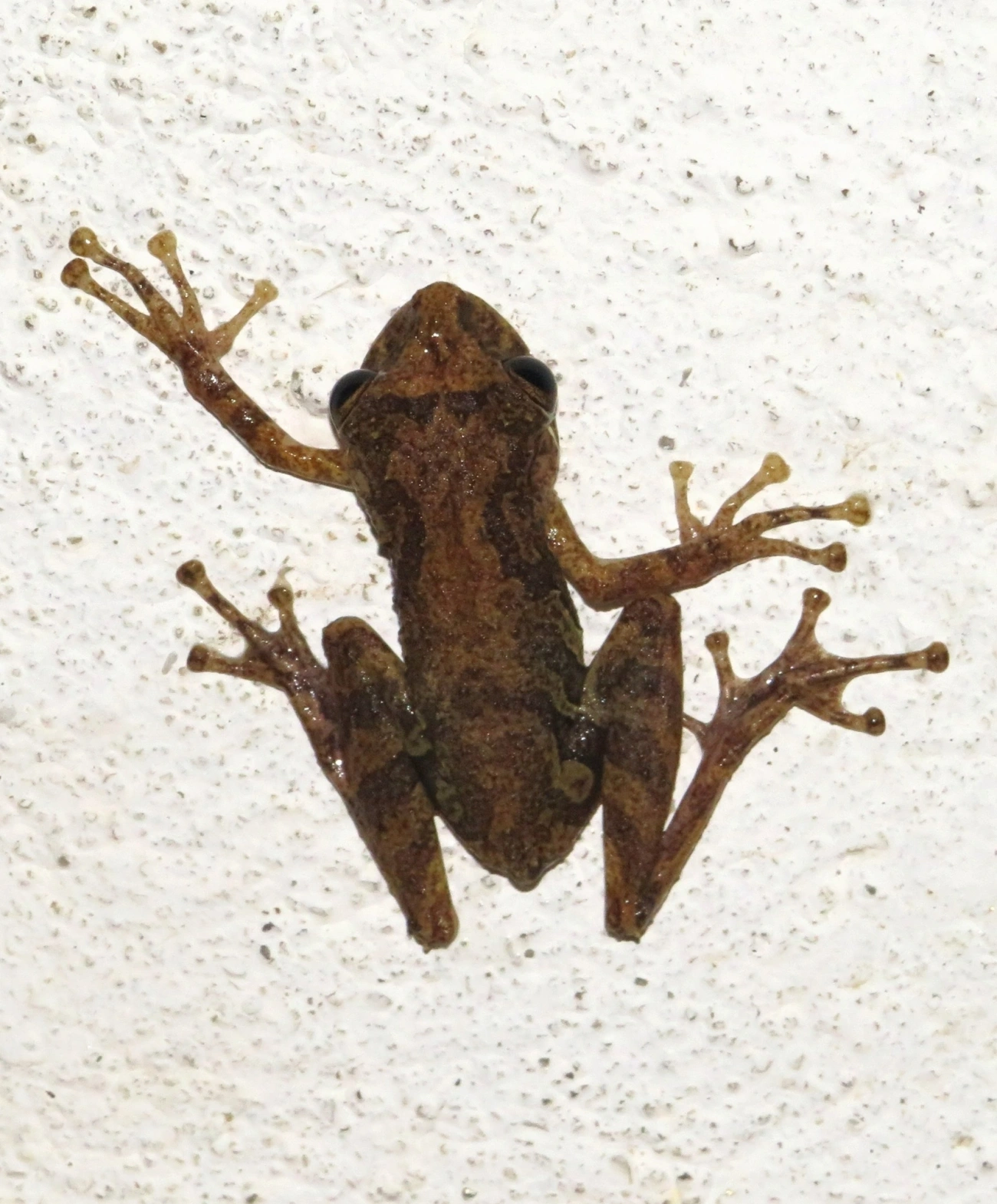 Perereca-do-litoral (Ololygon littoralis), anfíbios, fotografado em Maresias, São Sebastião