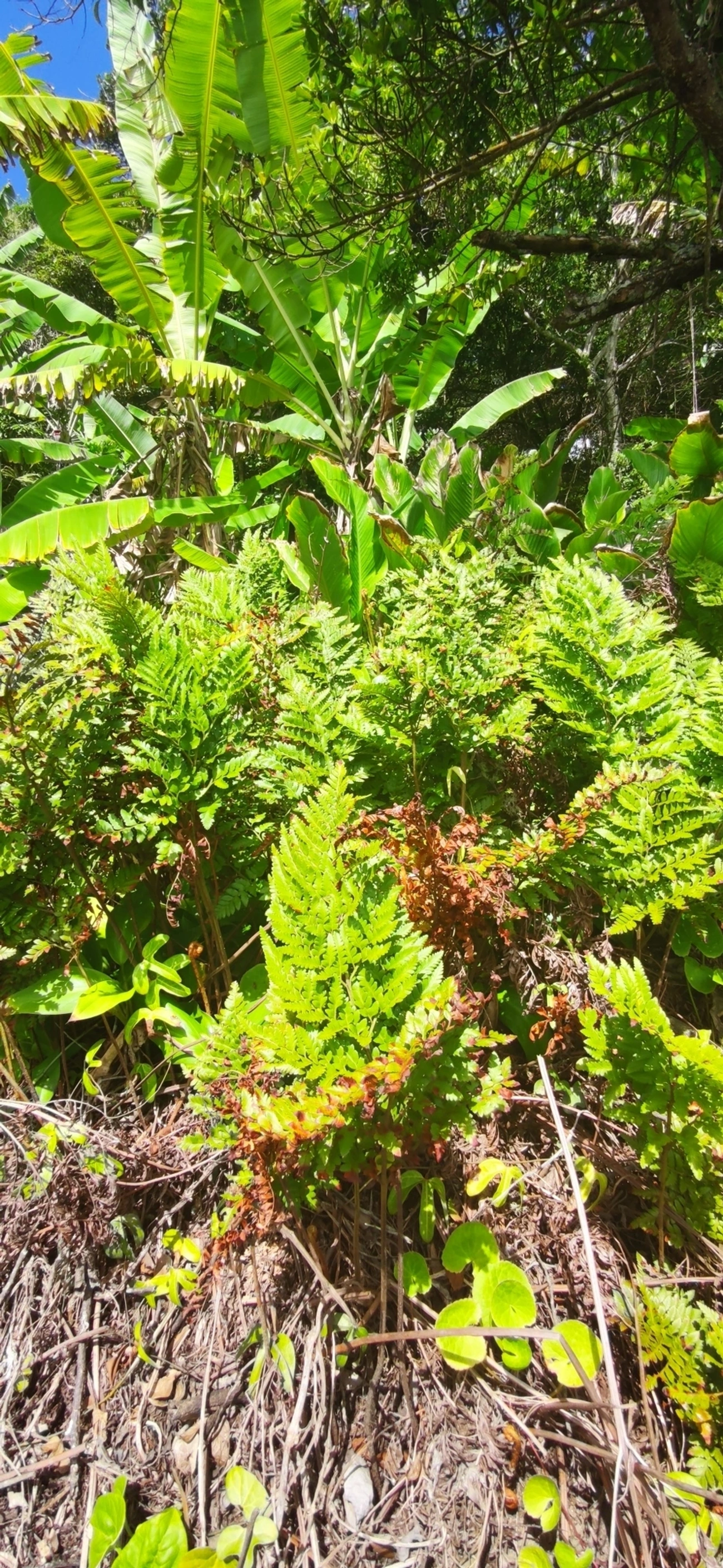 Samambaia-preta (Rumohra adiantiformis), plantas, fotografado em Maresias, São Sebastião