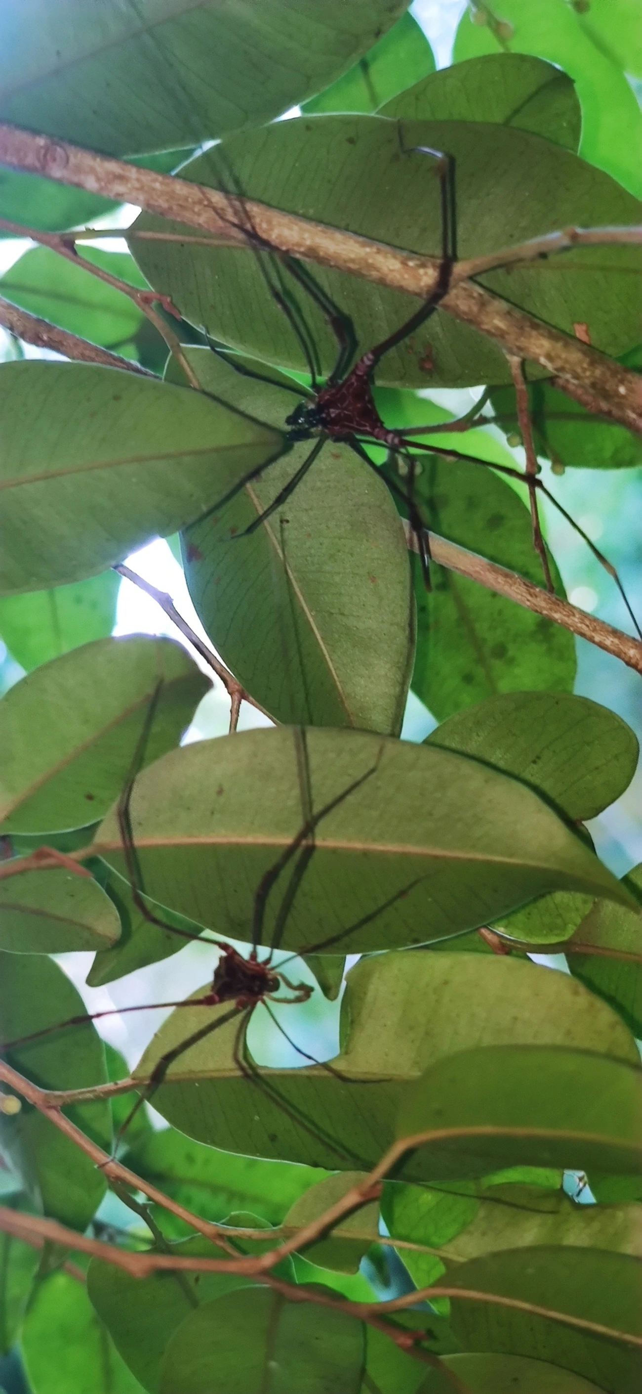 Heteromitobates, aracnídeos, fotografado em Maresias, São Sebastião
