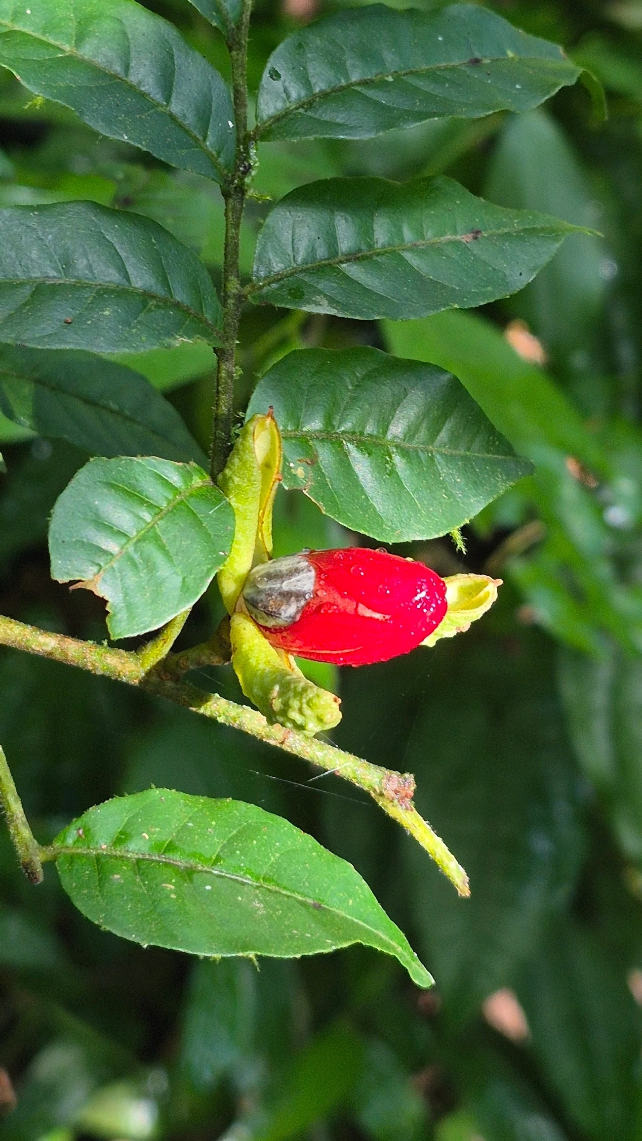 Catiguá-vermelho (Trichilia claussenii), plantas, fotografado em Camburí, São Sebastião
