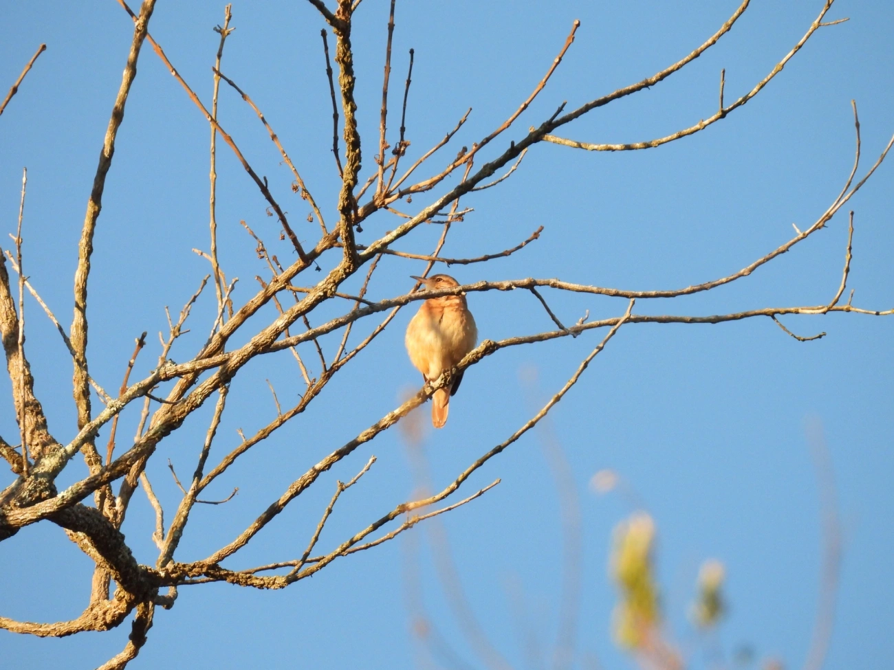 João-de-barro (Furnarius rufus), aves, fotografado em Cunha