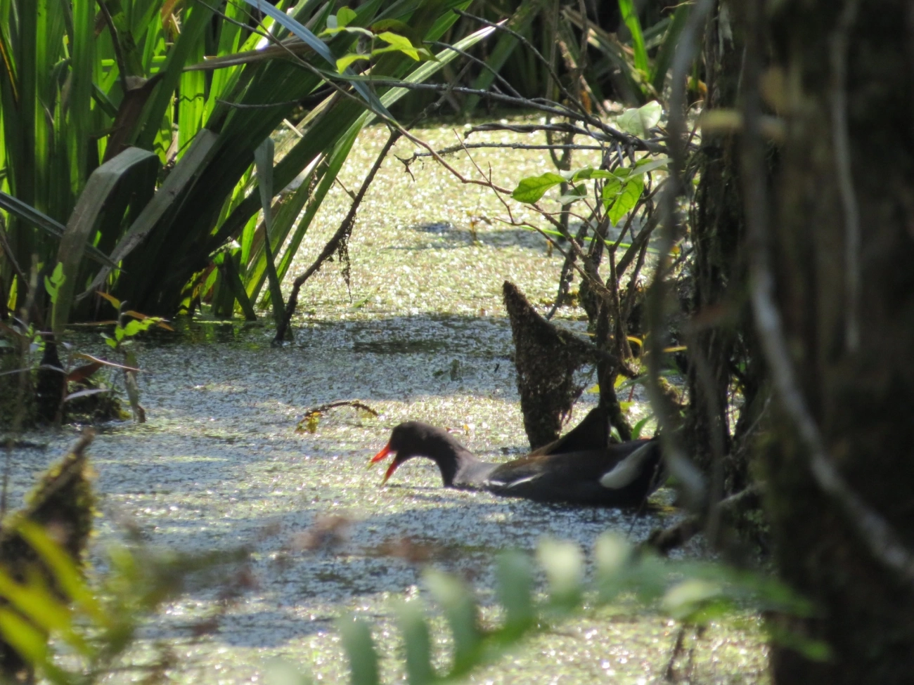 Frango-d'água-comum (Gallinula galeata), aves, fotografado em Maresias, São Sebastião