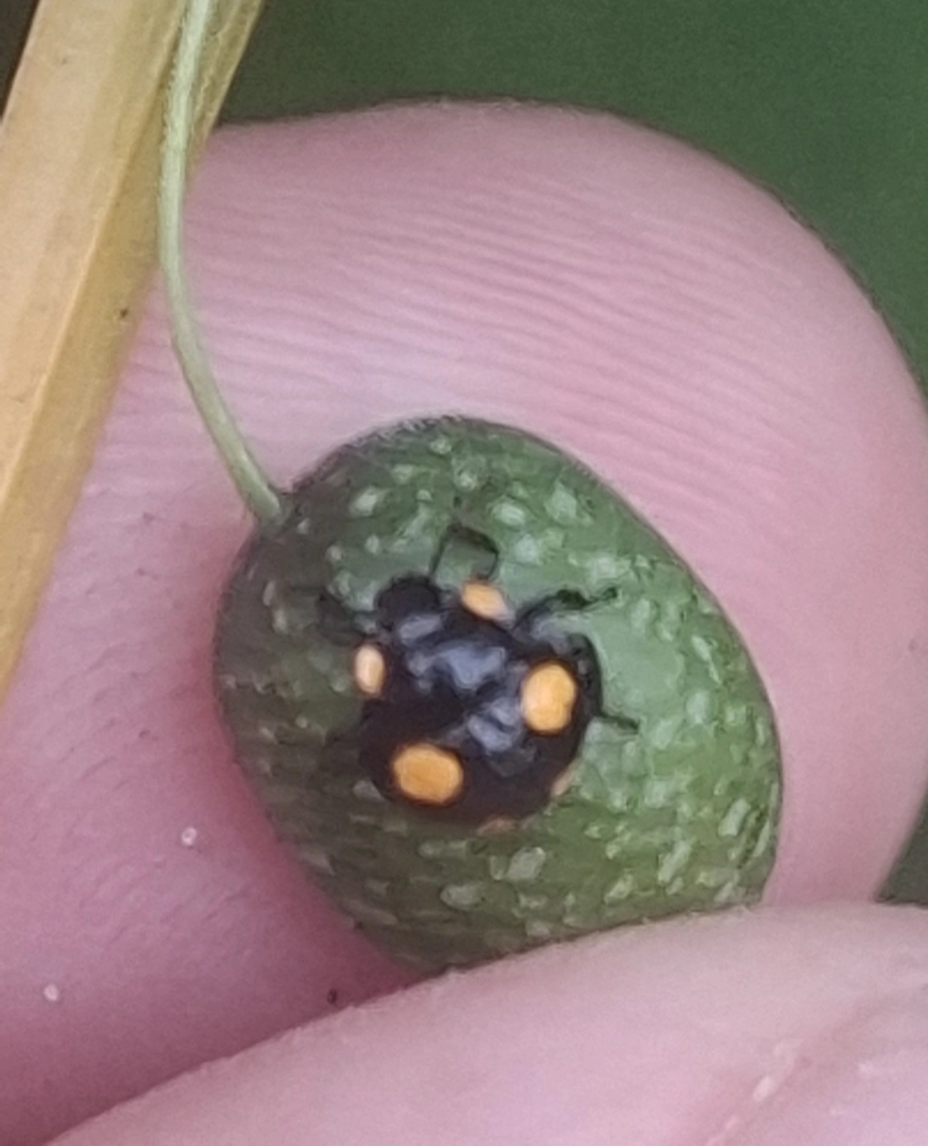 Joaninhas (Coccinellidae), insetos, fotografado em Maresias, São Sebastião