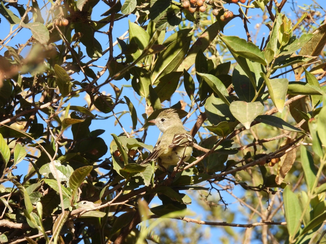Chibum (Elaenia chiriquensis), aves, fotografado em Cunha
