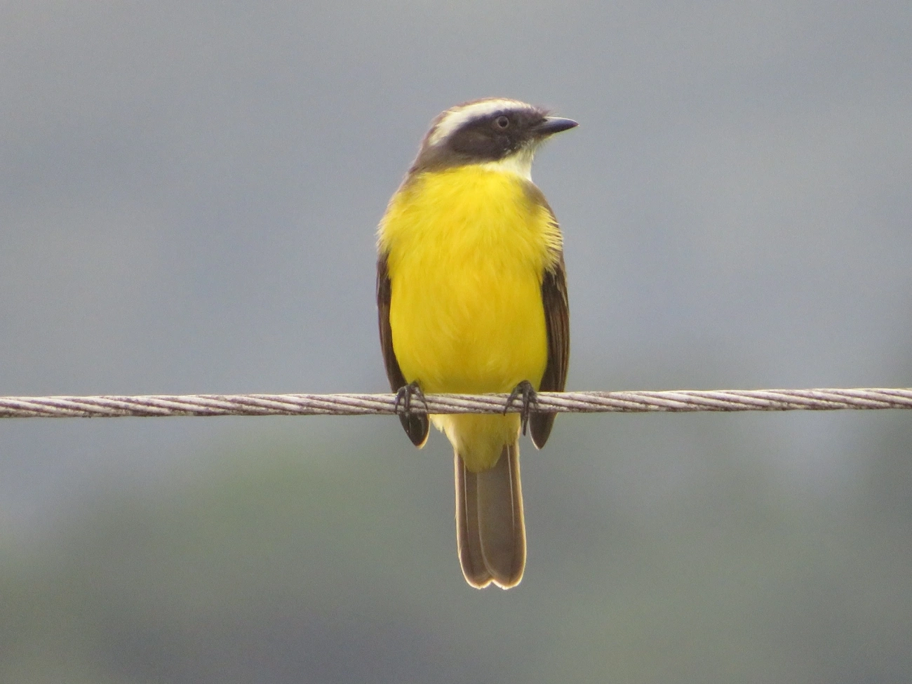 Bentevizinho-de-penacho-vermelho (Myiozetetes similis), aves, fotografado em Maresias, São Sebastião