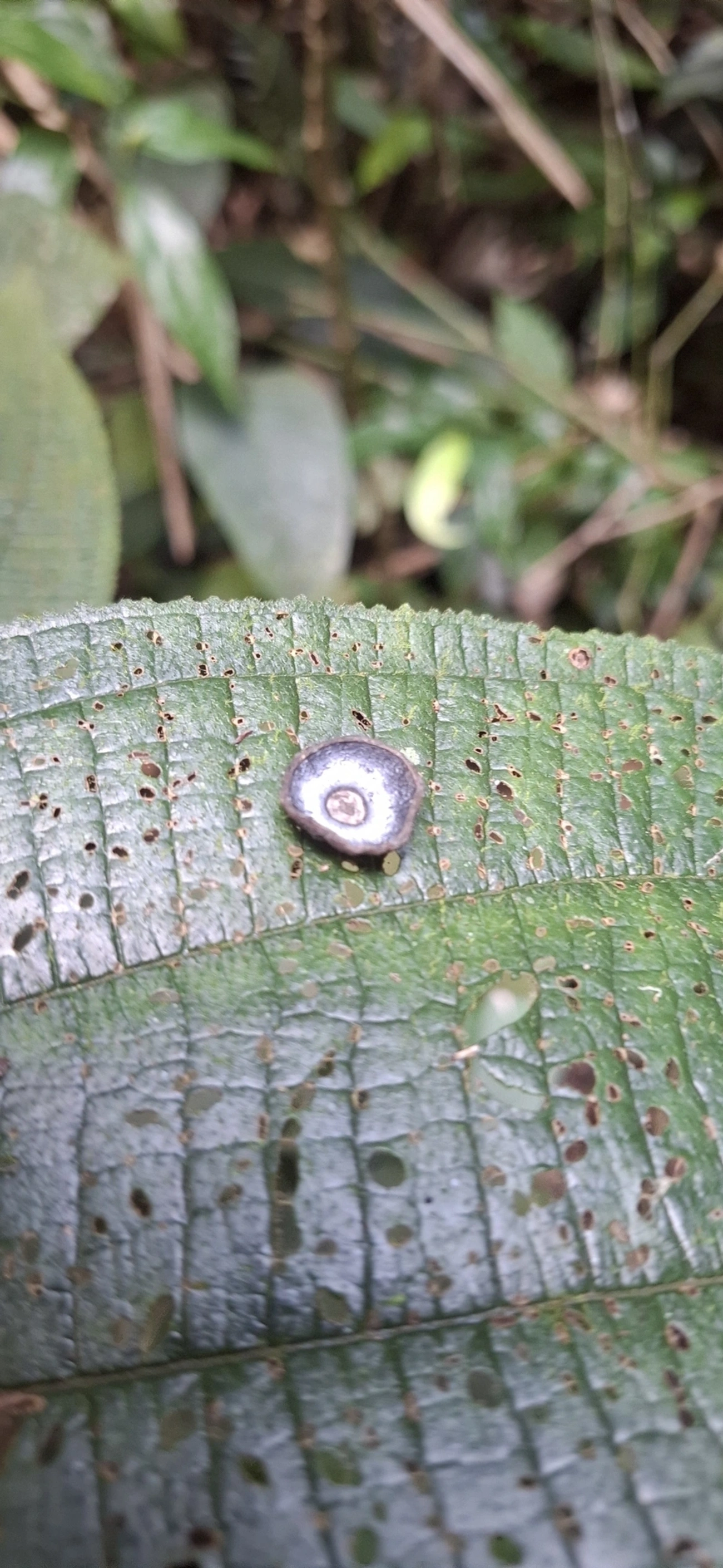 Cogumelos Lamelados (Agaricales), fungos, fotografado em Enxovas, Ilhabela