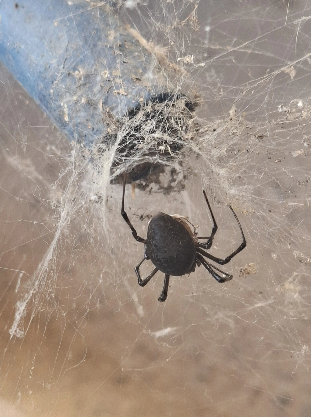 Maria-bola (Nephilingis cruentata), aracnídeos, fotografado em Queluz