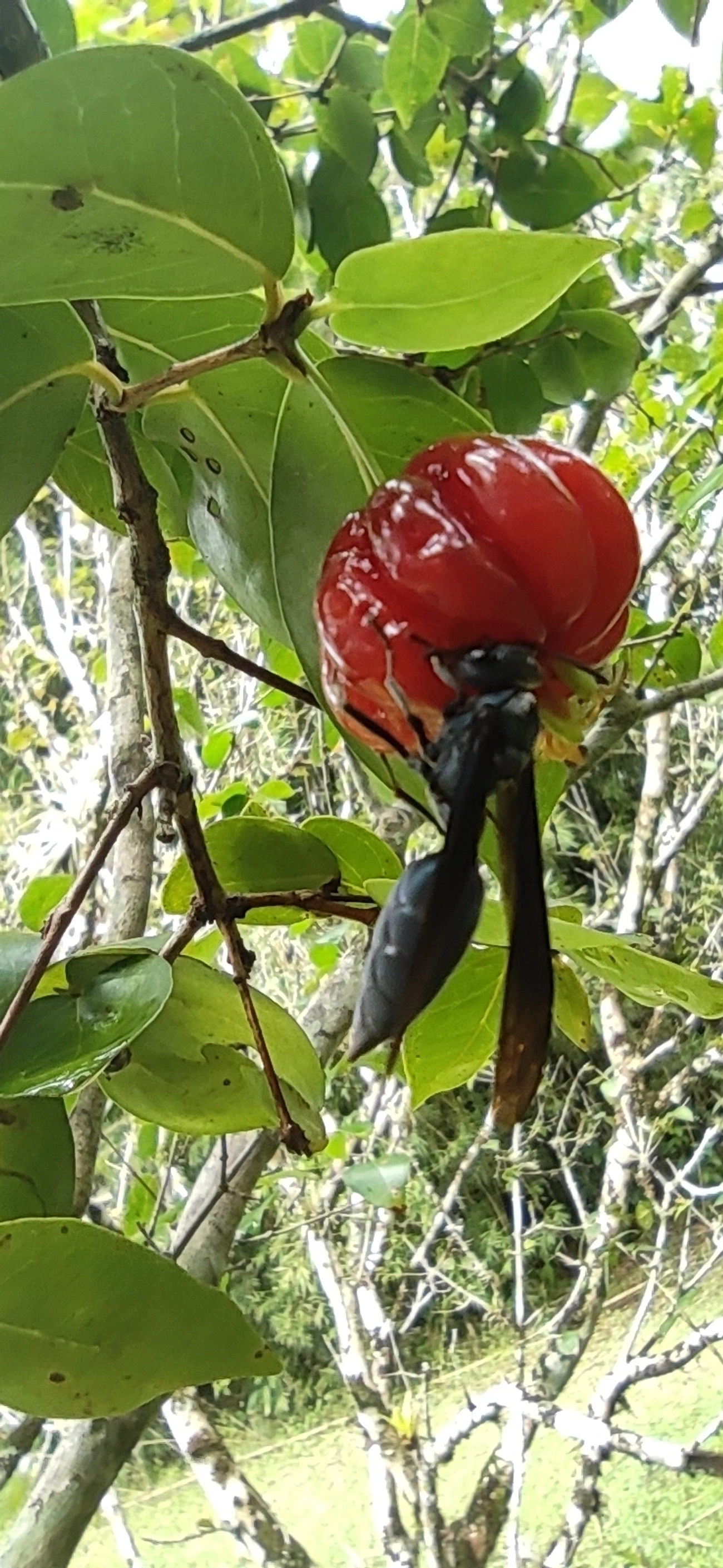 Marimbondo-tatu (Synoeca cyanea), insetos, fotografado em Maresias, São Sebastião