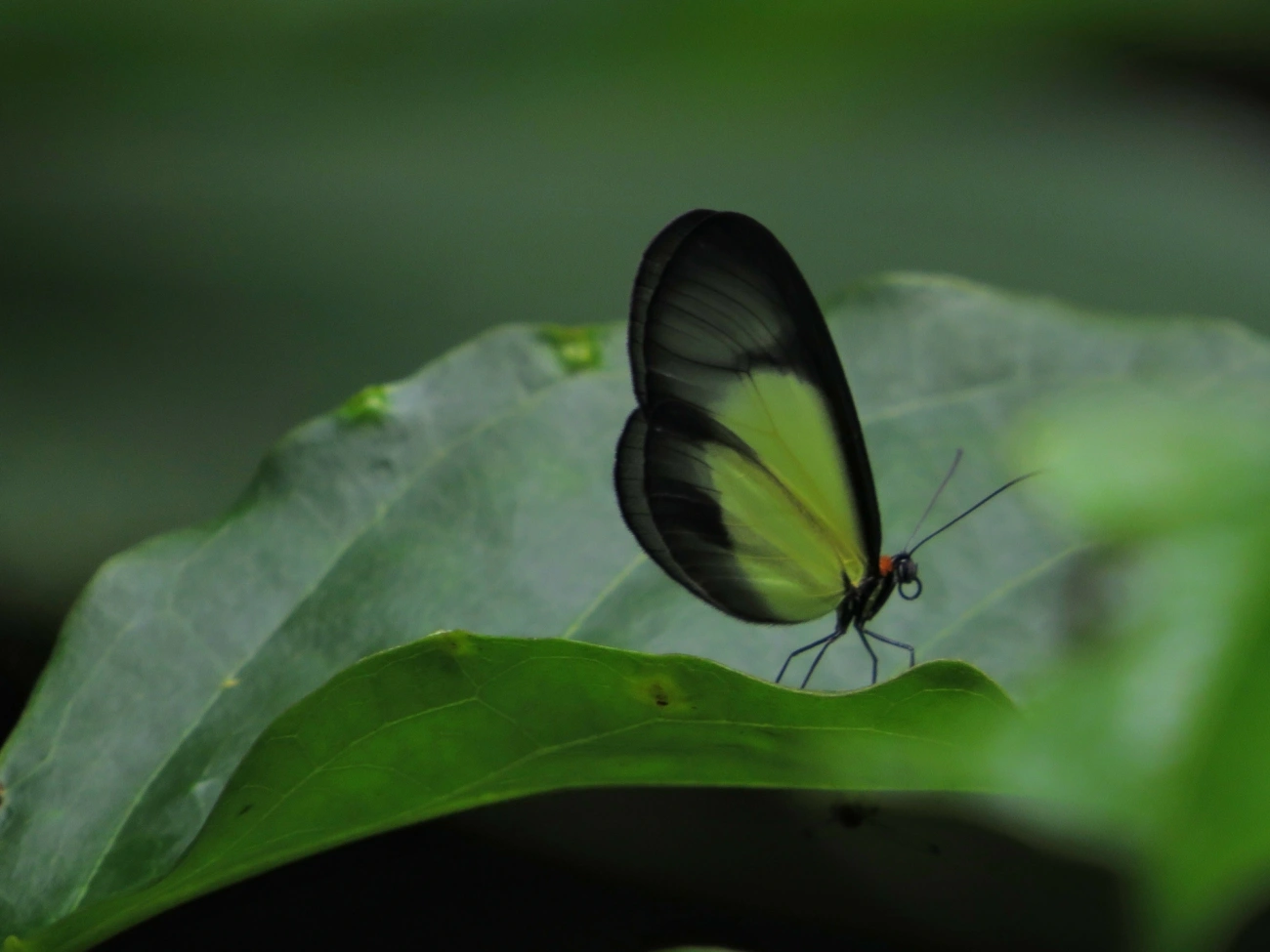 Borboleta-de-vidro-scada (Scada karschina), insetos, fotografado em Maresias, São Sebastião