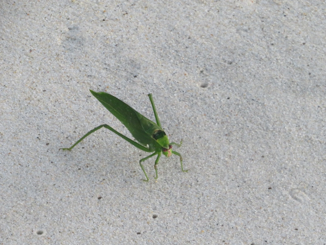 Esperança-verde (Stilpnochlora undulata), insetos, fotografado em Maresias, São Sebastião