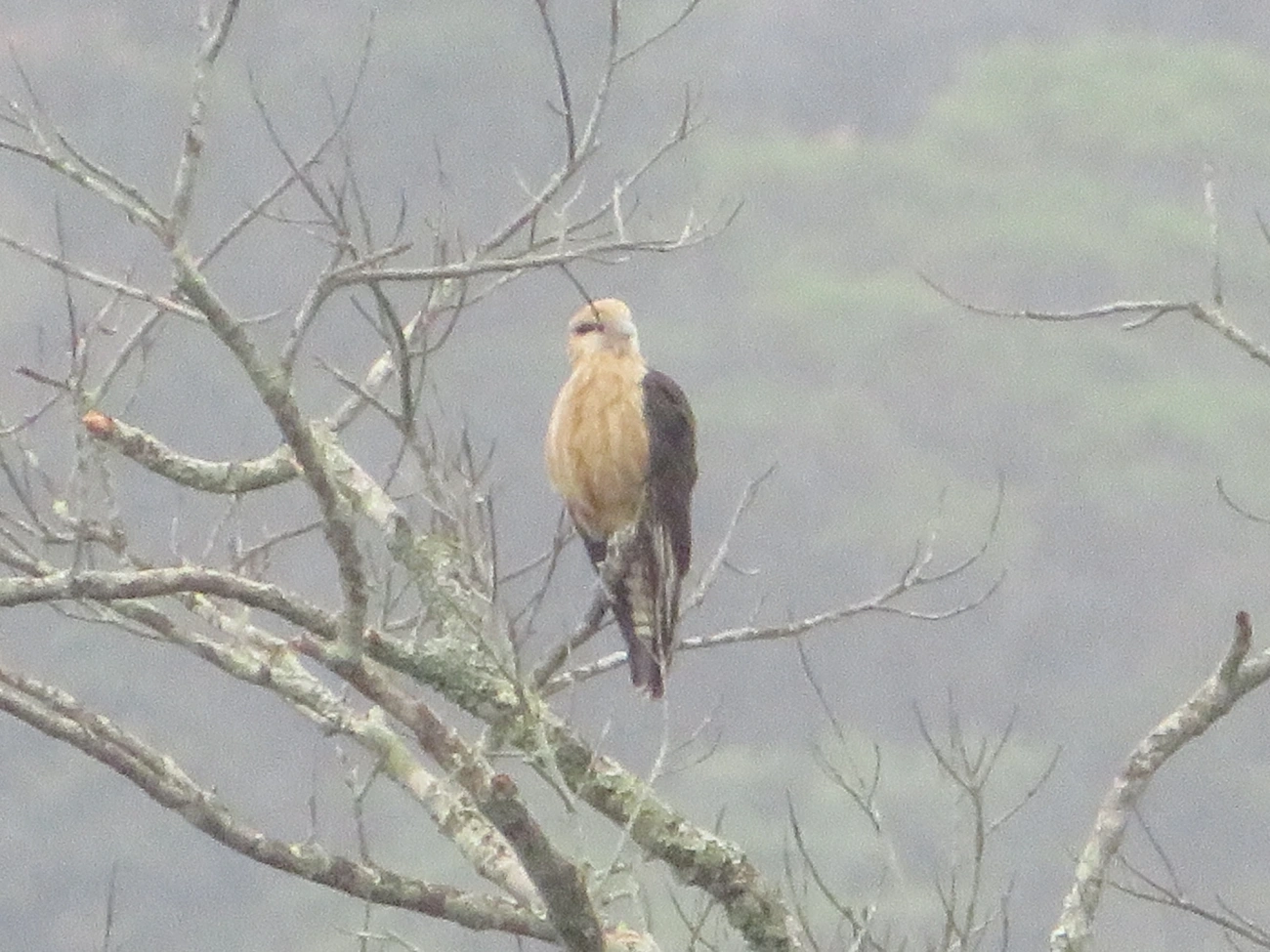 Carrapateiro (Daptrius chimachima), aves, fotografado em Maresias, São Sebastião