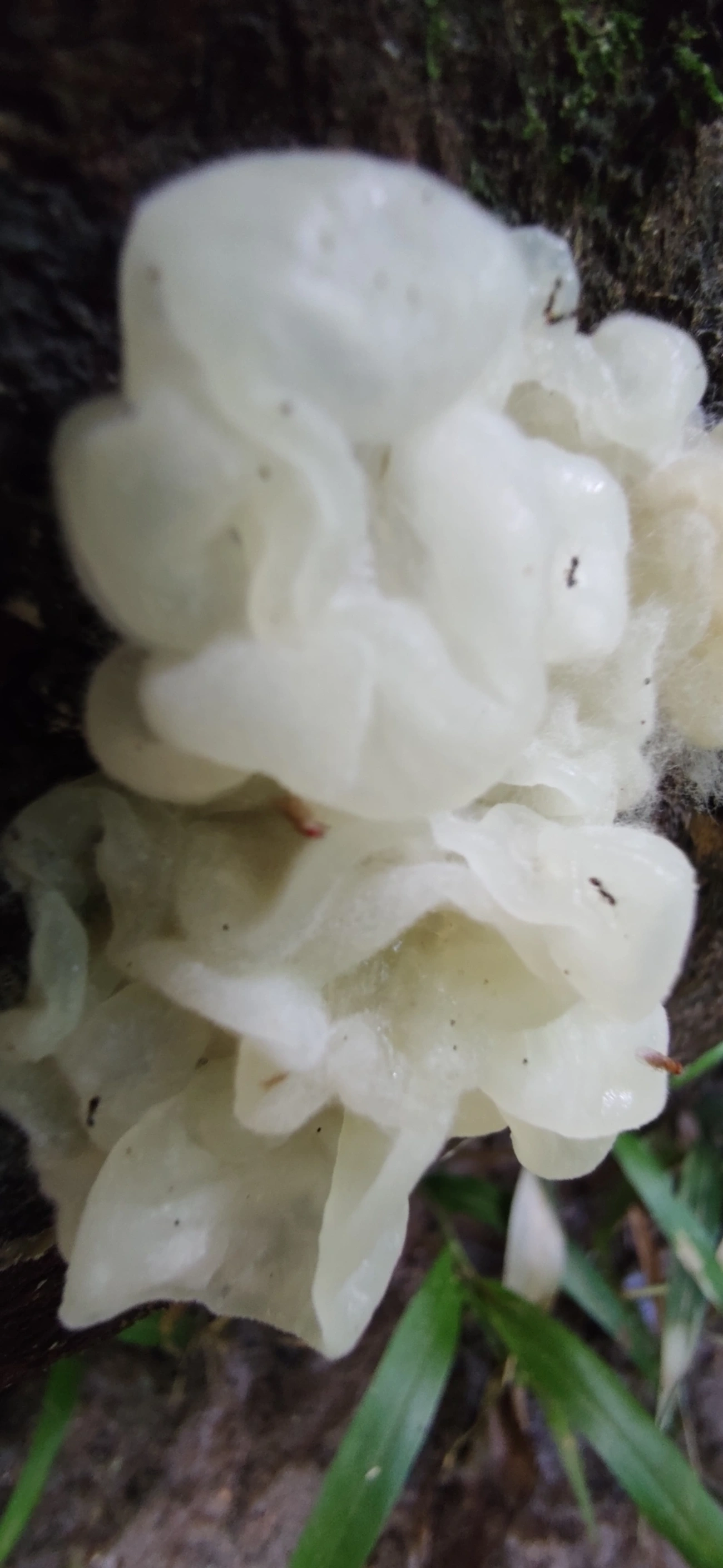 Protohydnum pululahuanum, fungos, fotografado em Maresias, São Sebastião