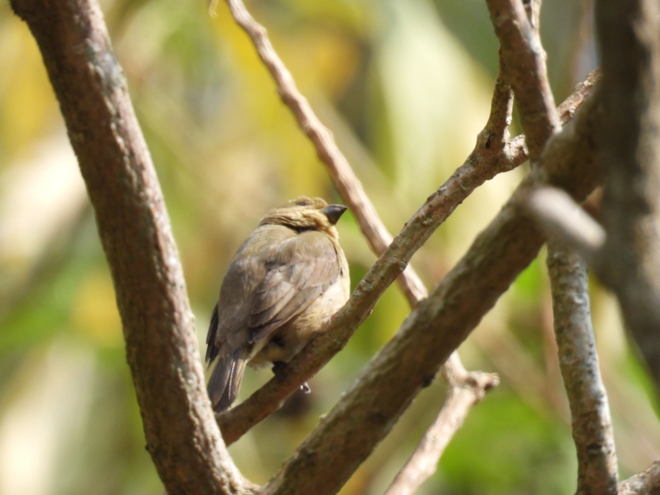 Coleirinho (Sporophila caerulescens), aves, fotografado em Rodovia BR 354, Itamonte