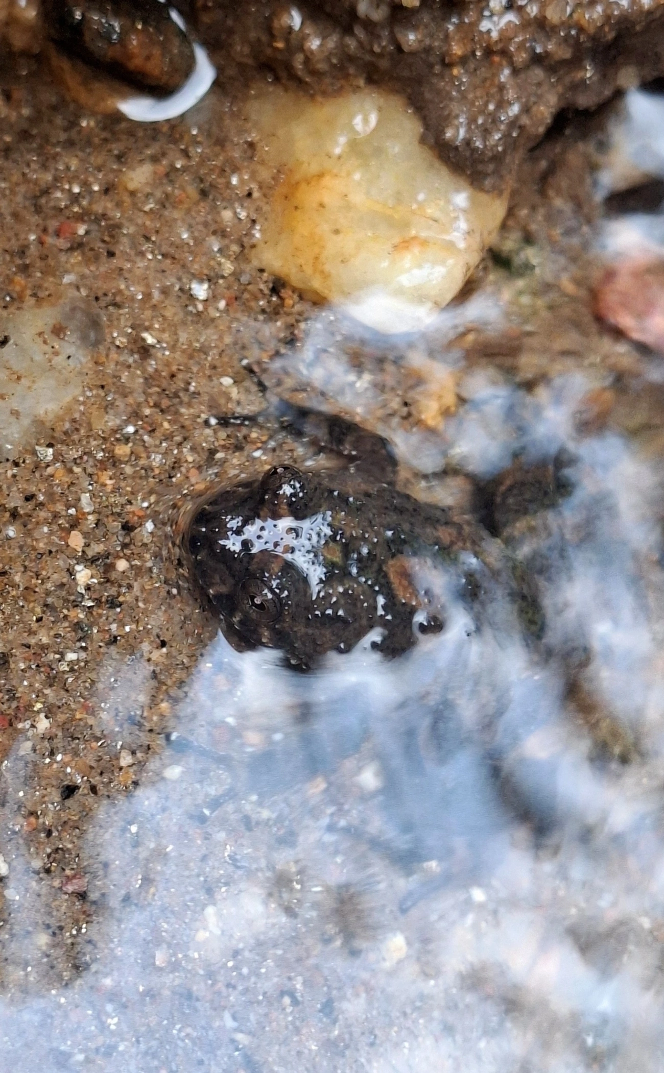 Cycloramphus, anfíbios, fotografado em Maresias, São Sebastião