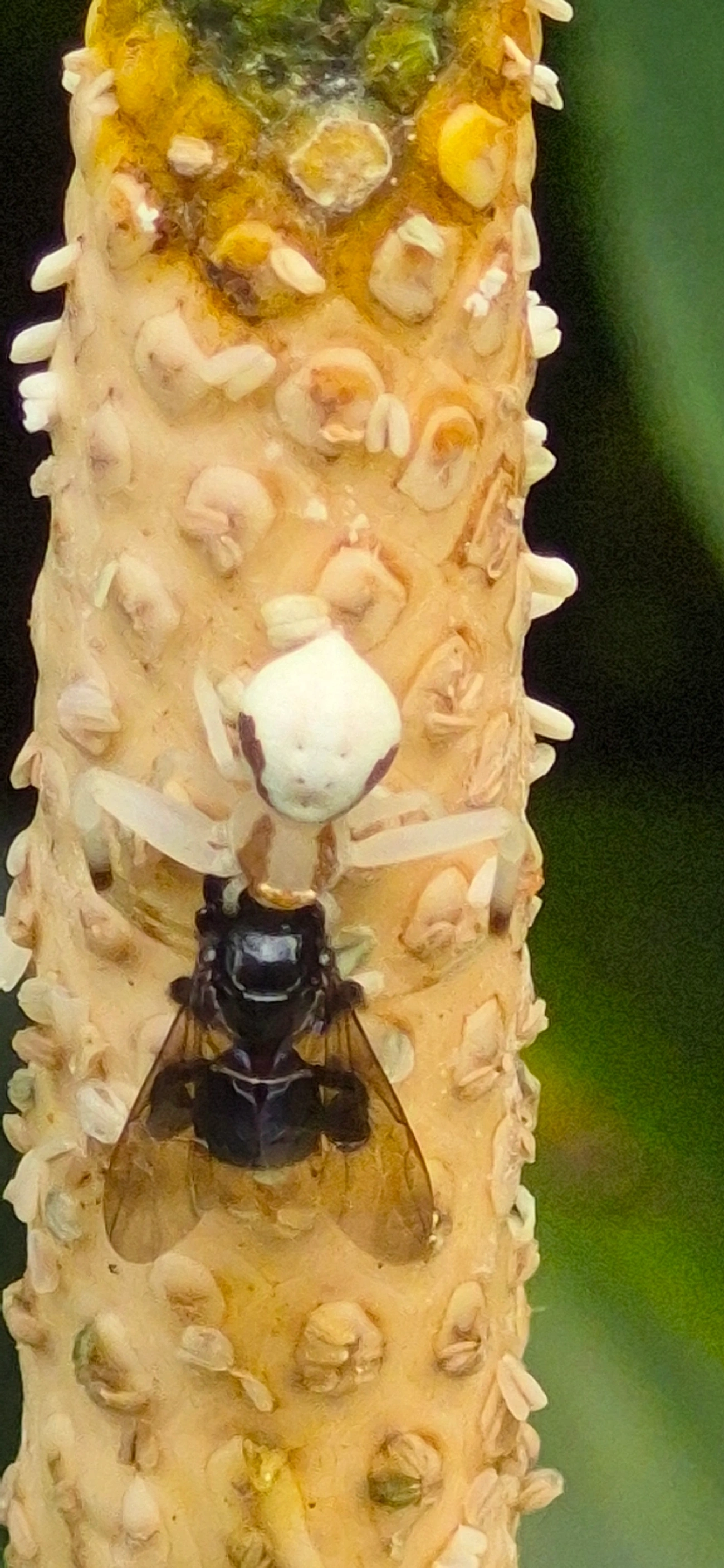 Misumessus, aracnídeos, fotografado em Maresias, São Sebastião