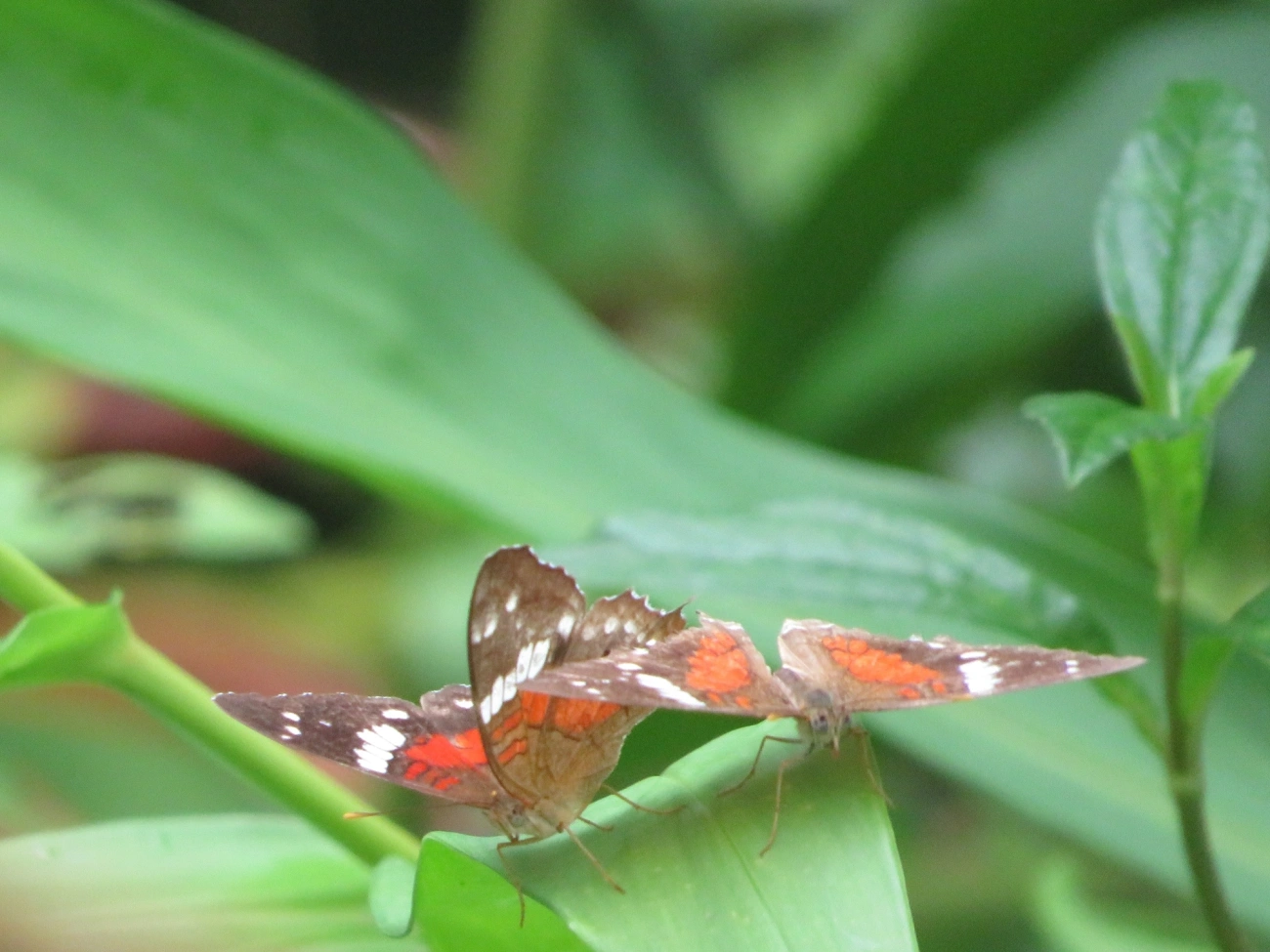 Borboleta-pavão-escarlate (Anartia amathea), insetos, fotografado em Maresias, São Sebastião