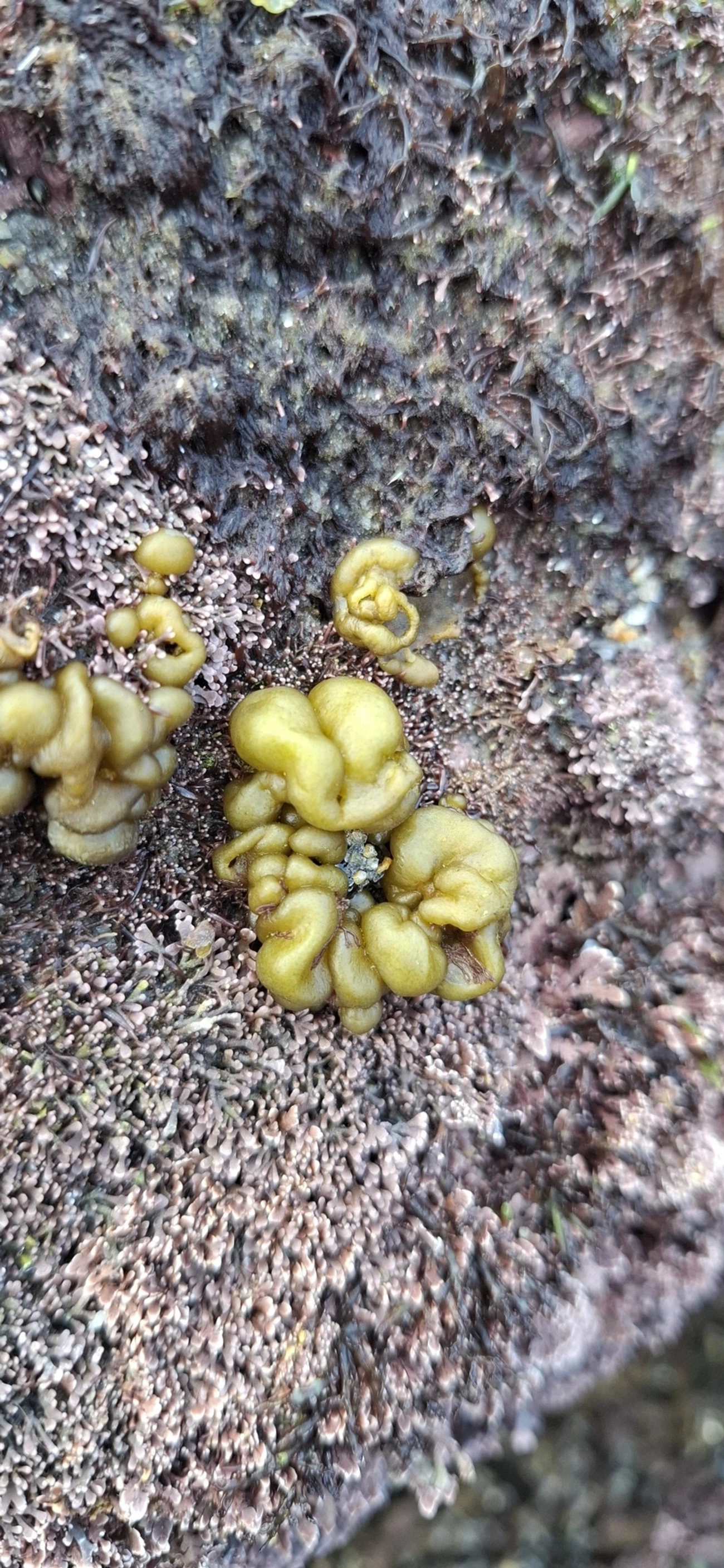 Colpomenia, outros, fotografado em São Sebastião