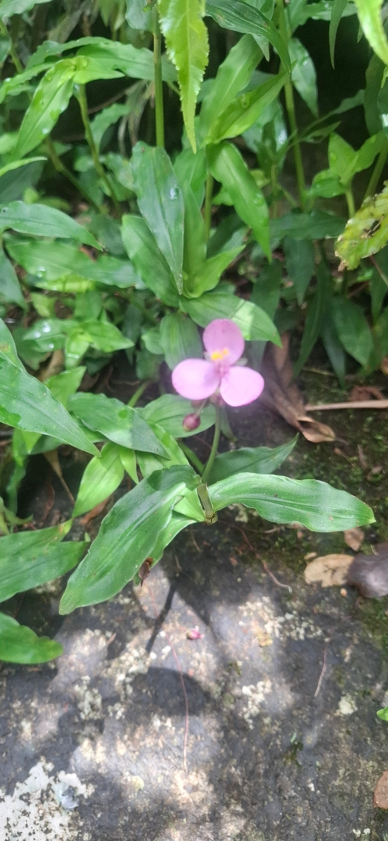 Trapoeraba (Tripogandra diuretica), plantas, fotografado em Pedra Selada