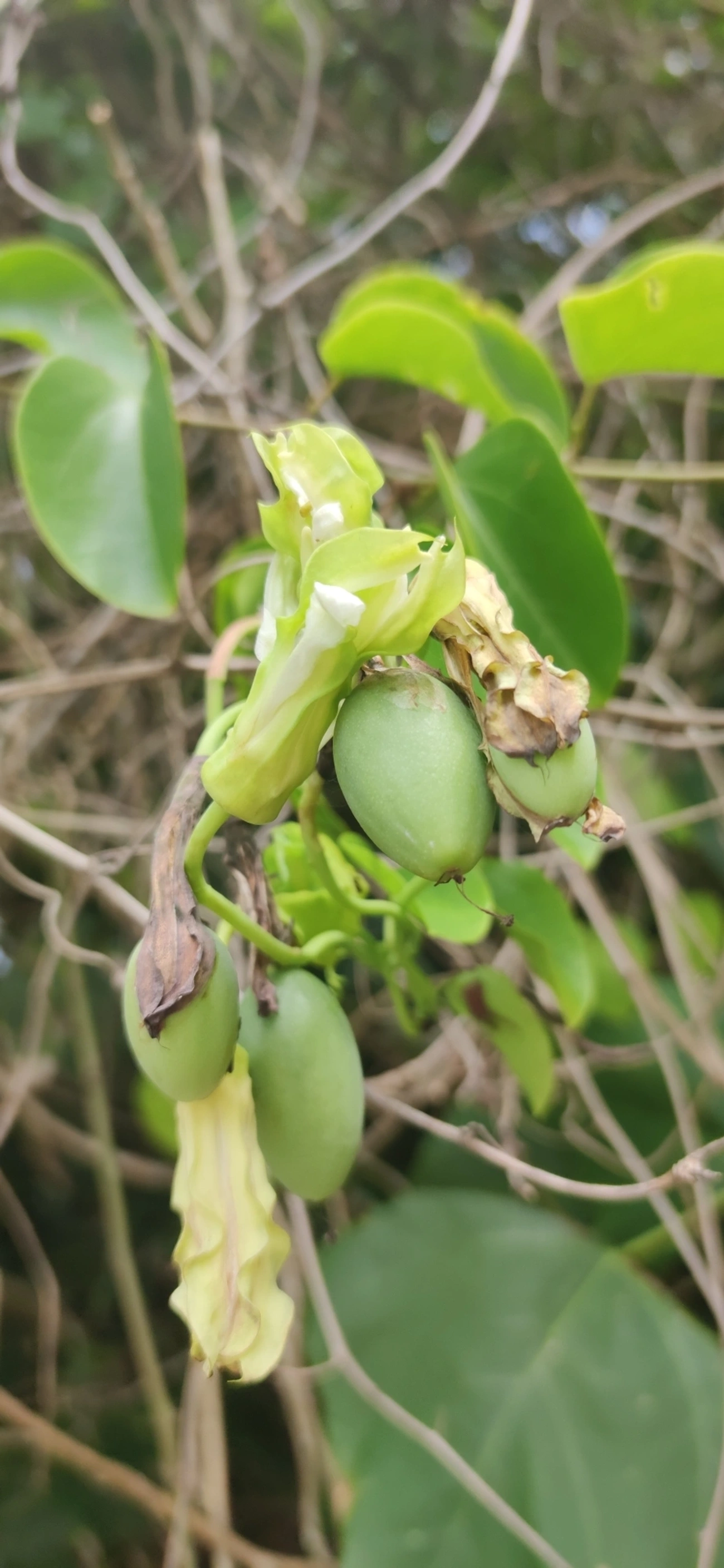 Maracujá-de-restinga (Passiflora mucronata), plantas, fotografado em Maresias, São Sebastião