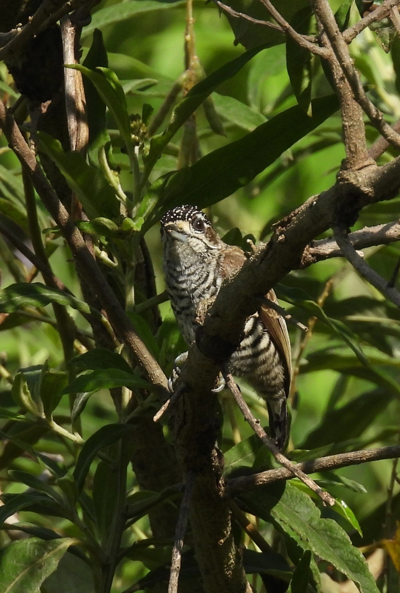 Pica-pau-anão-barrado (Picumnus cirratus), aves, fotografado em Rua Coronel João Leme, Bragança Paulista