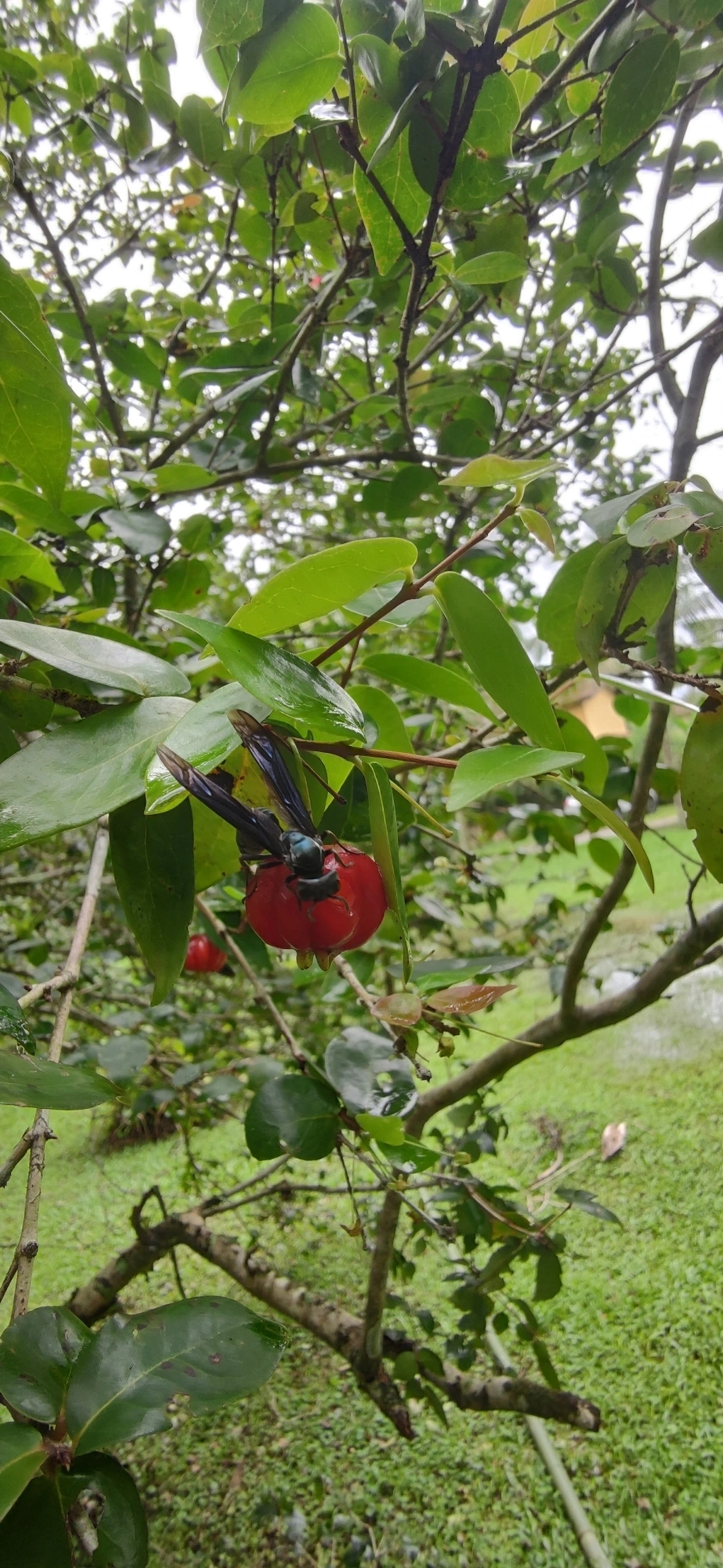 Marimbondo-tatu (Synoeca cyanea), insetos, fotografado em Maresias, São Sebastião