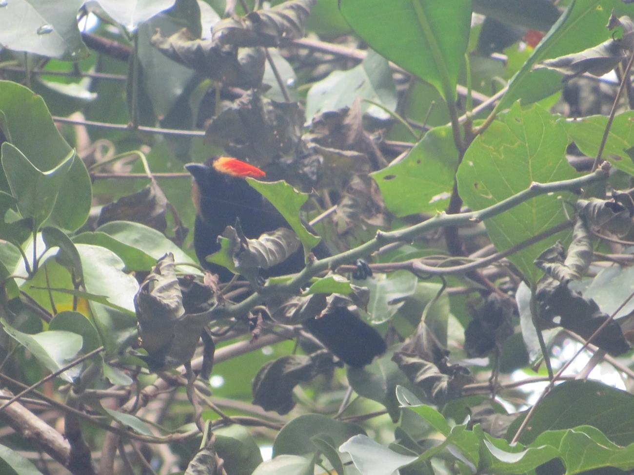 Tiê-galo (Loriotus cristatus), aves, fotografado em Maresias, São Sebastião