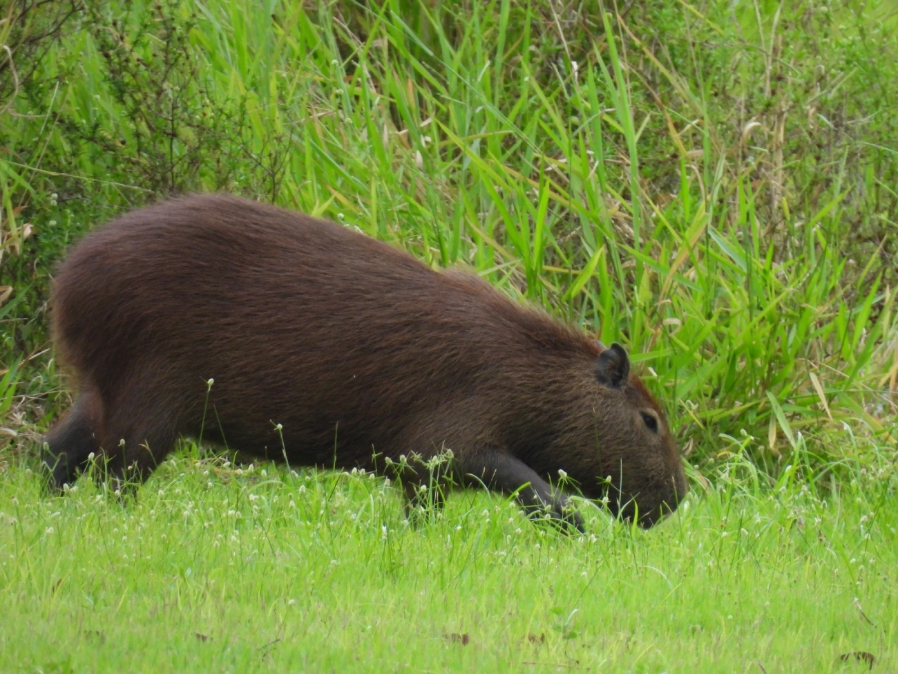 Capivara (Hydrochoerus hydrochaeris), mamíferos, fotografado em Indaiá, Caraguatatuba