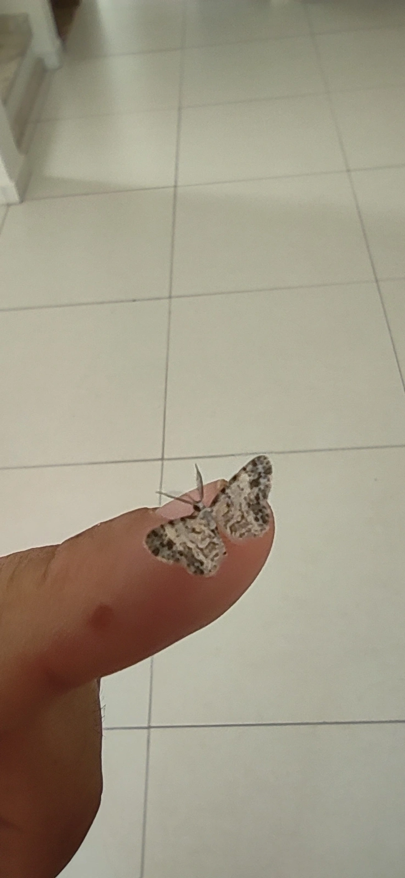Mede-palmos (Geometridae), insetos, fotografado em Maresias, São Sebastião