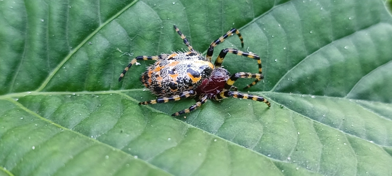 Alpaida alticeps, aracnídeos, fotografado em Maresias, São Sebastião