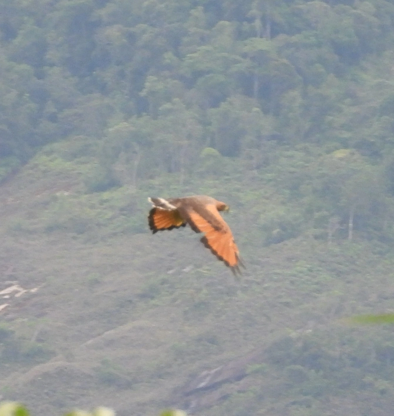 Gavião-caboclo (Buteogallus meridionalis), aves, fotografado em Indaiá, Caraguatatuba