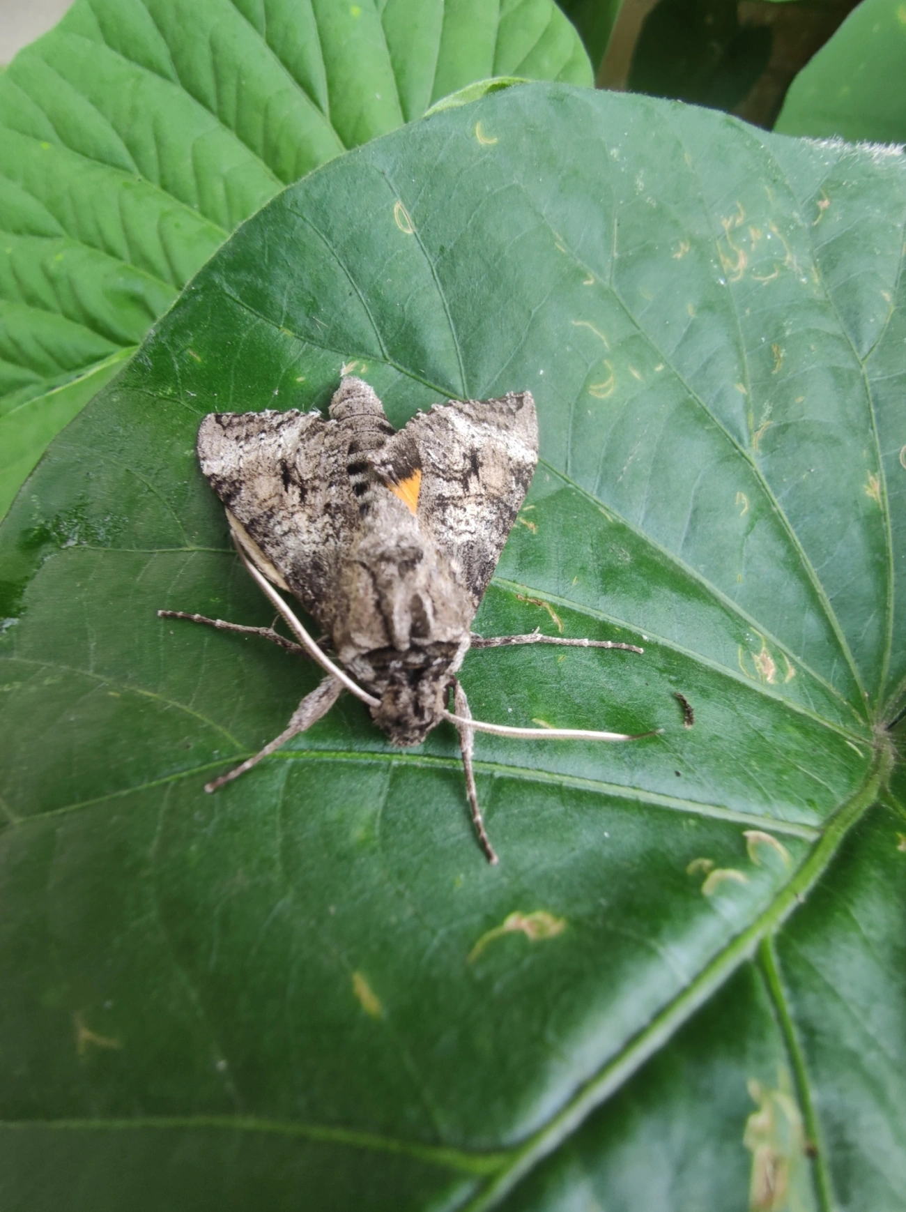 Mariposa-esfinge (Isognathus australis), insetos, fotografado em Maresias, São Sebastião
