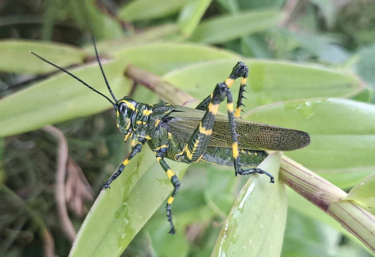 Gafanhoto-soldado (Chromacris speciosa), insetos, fotografado em Maresias, São Sebastião