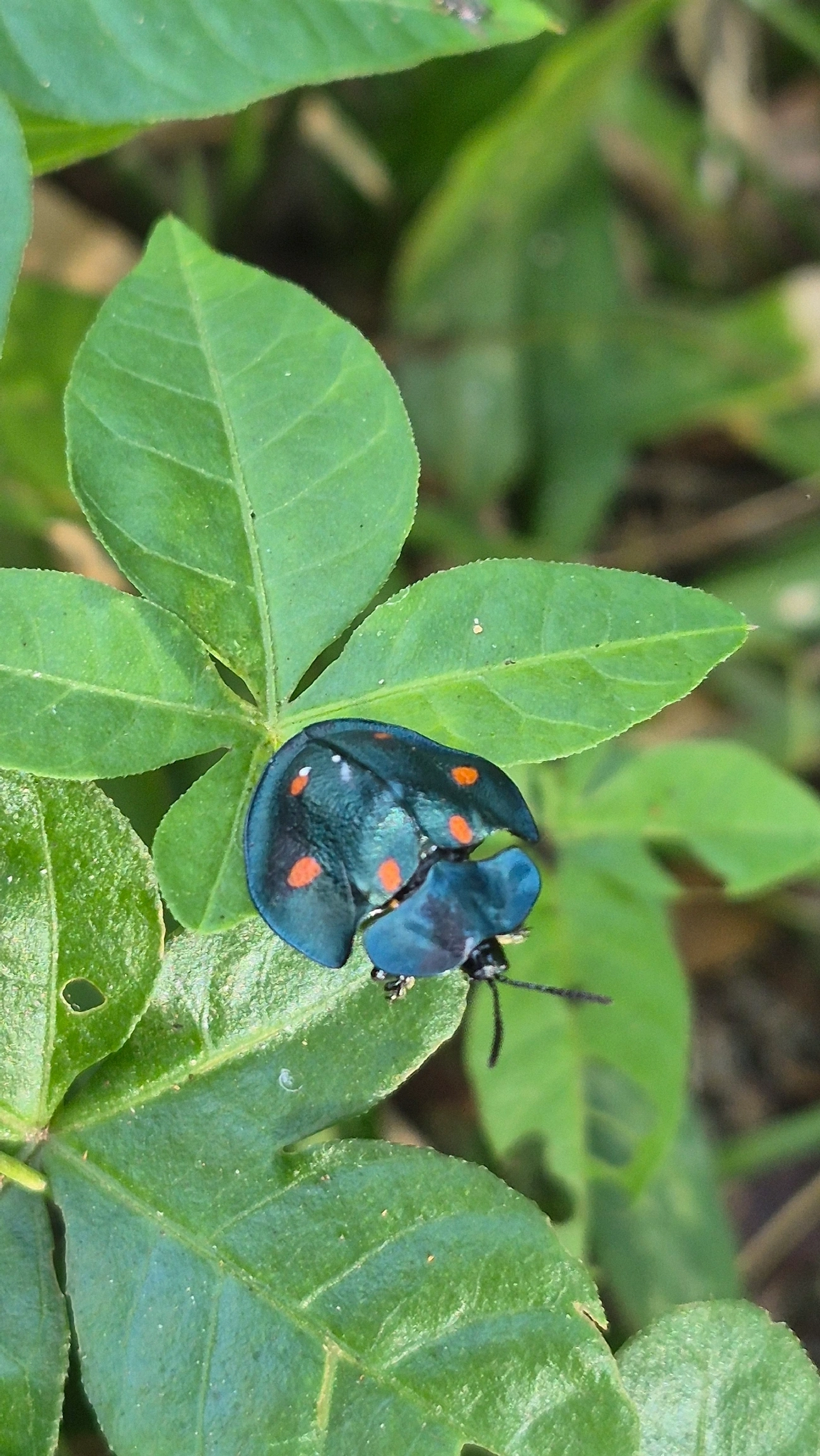 Besouro-tartaruga (Cyrtonota sexpustulata), insetos, fotografado em Boiçucanga, São Sebastião