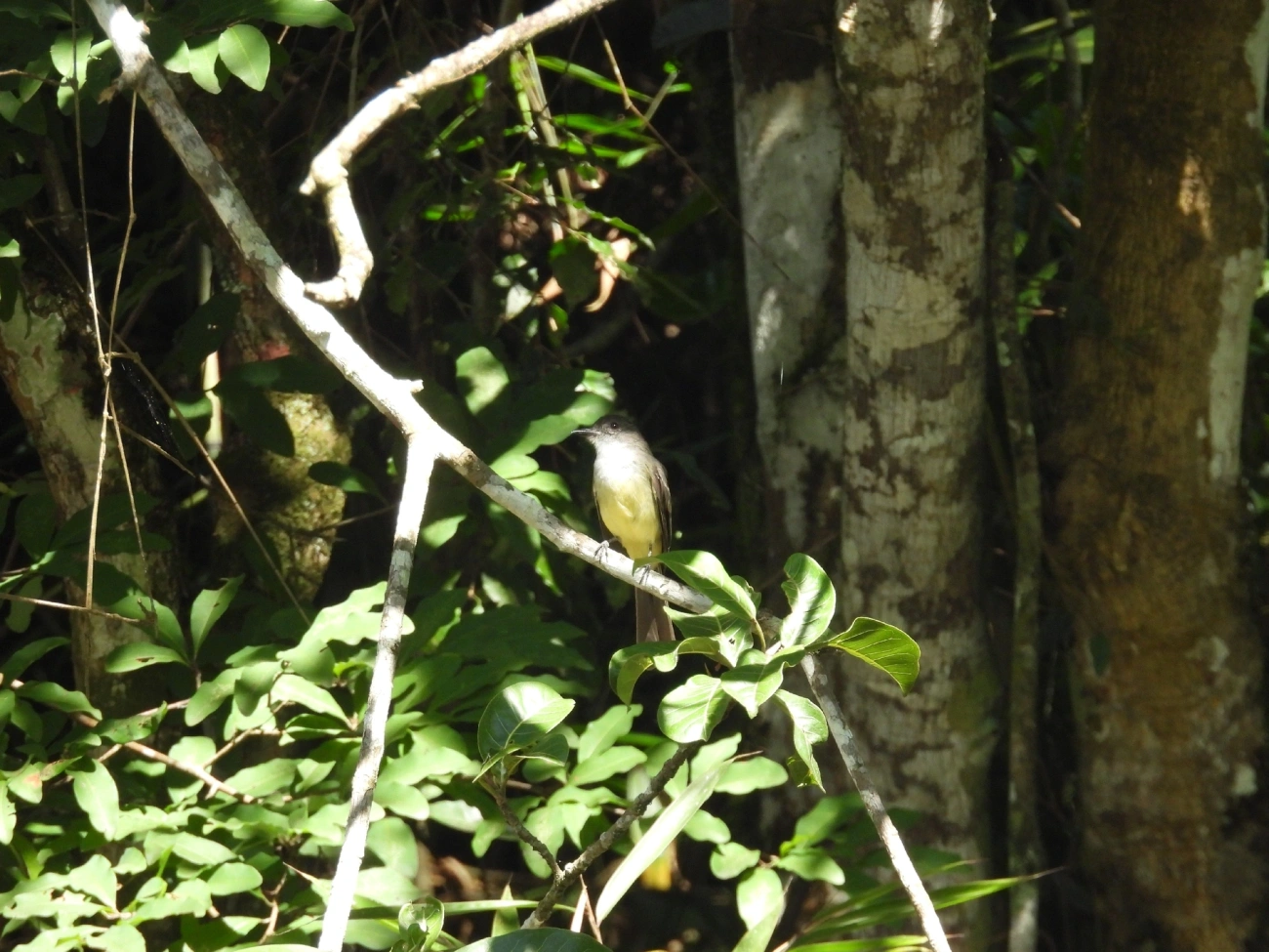 Marias-Cavaleiras e Afins (Myiarchus), aves, fotografado em Queluz