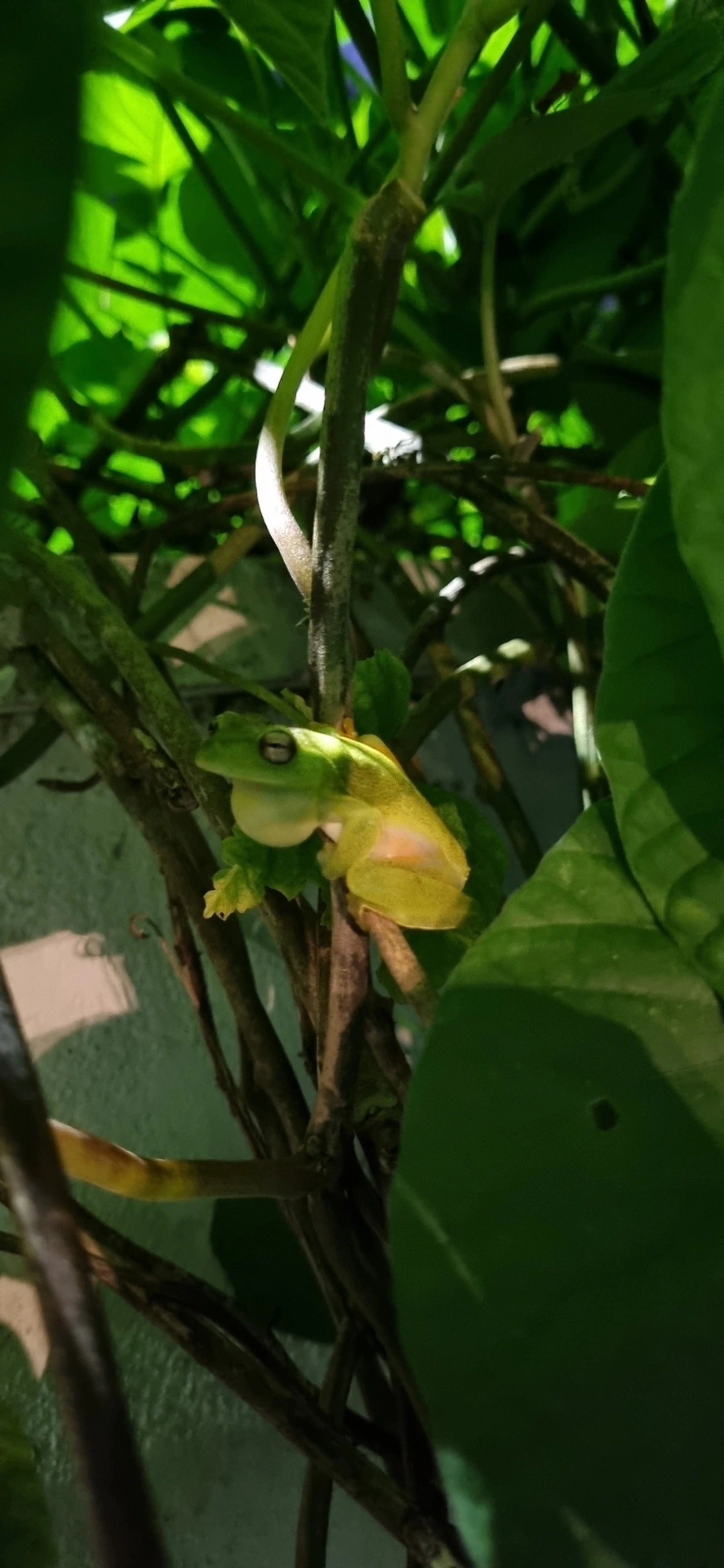 Perereca-araponga (Boana albomarginata), anfíbios, fotografado em Maresias, São Sebastião
