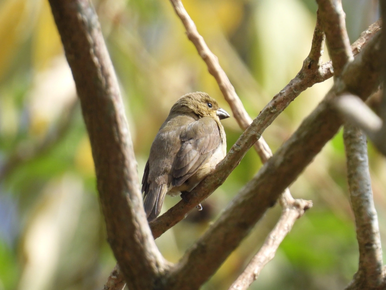 Coleirinho (Sporophila caerulescens), aves, fotografado em Rodovia BR 354, Itamonte