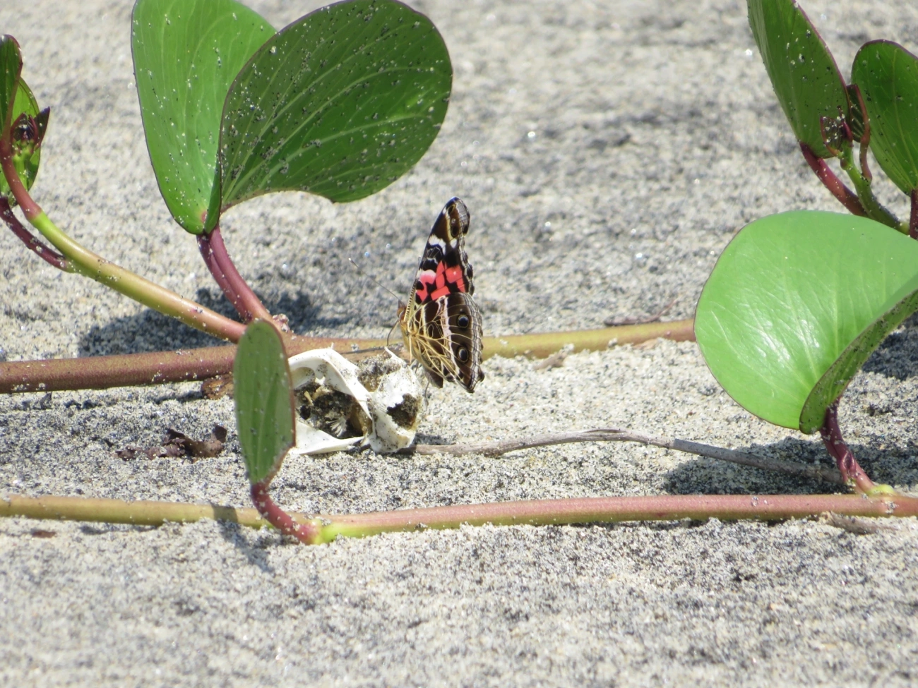 Dama-bandeada (Vanessa myrinna), insetos, fotografado em Mocóca