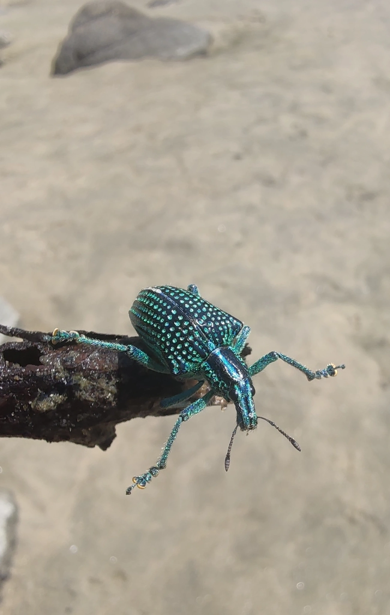 Gorgulho-diamante (Entimus imperialis), insetos, fotografado em Maresias, São Sebastião