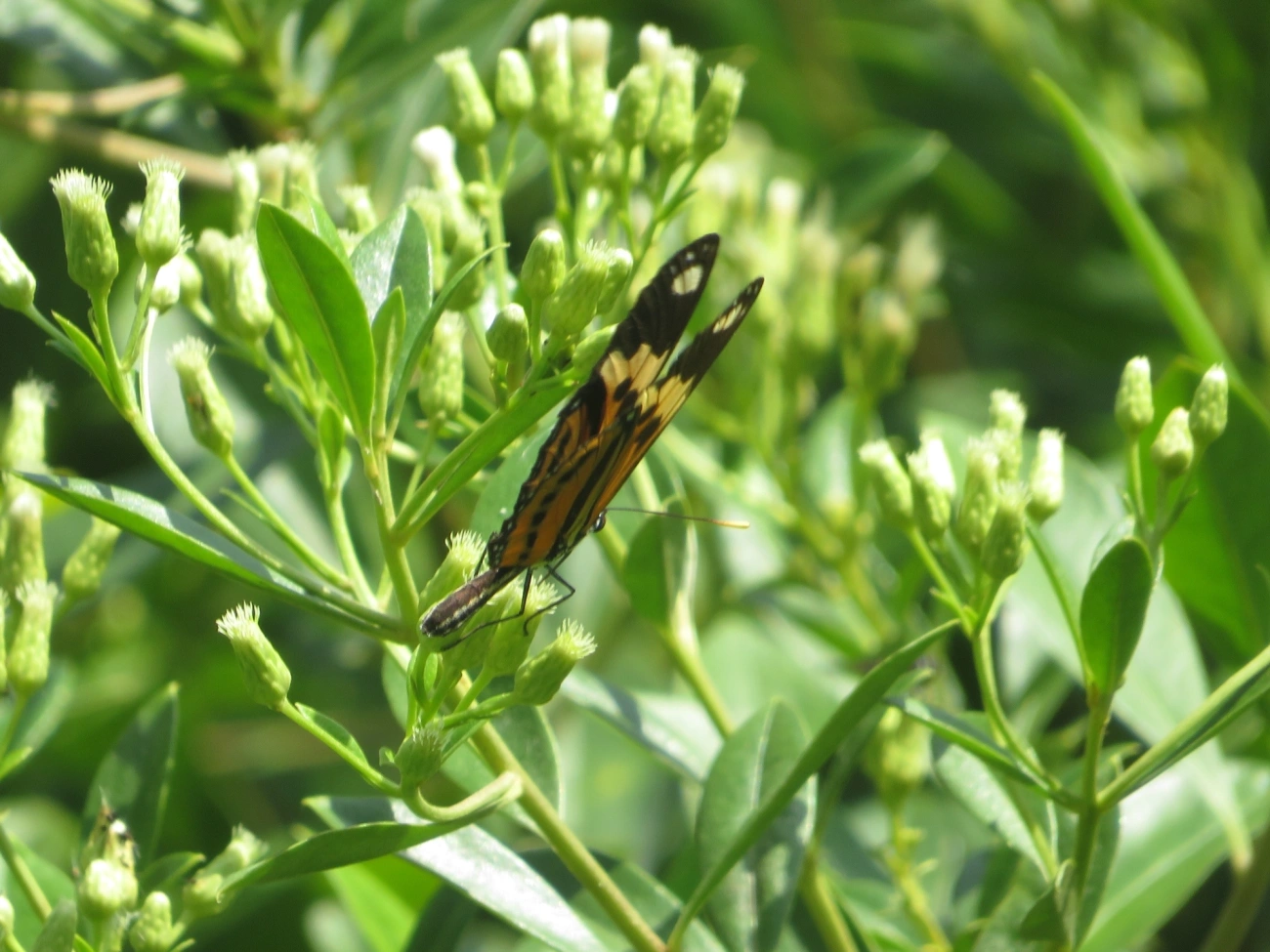 Borboleta-do-maracujá (Eueides isabella), insetos, fotografado em Maresias, São Sebastião