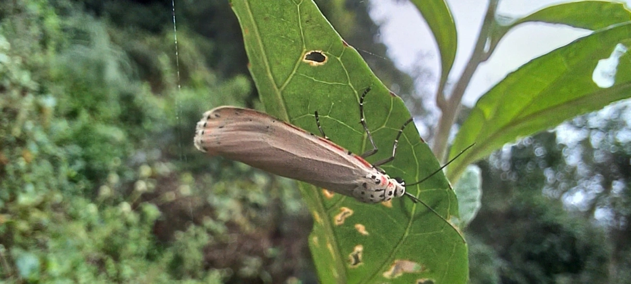 Mariposa-Ornatrix (Utetheisa ornatrix), insetos, fotografado em Maresias, São Sebastião