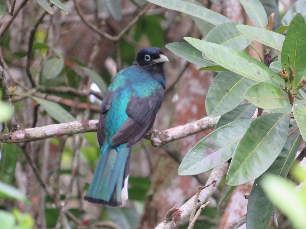Surucuá-de-barriga-amarela (Trogon viridis), aves, fotografado em Maresias, São Sebastião