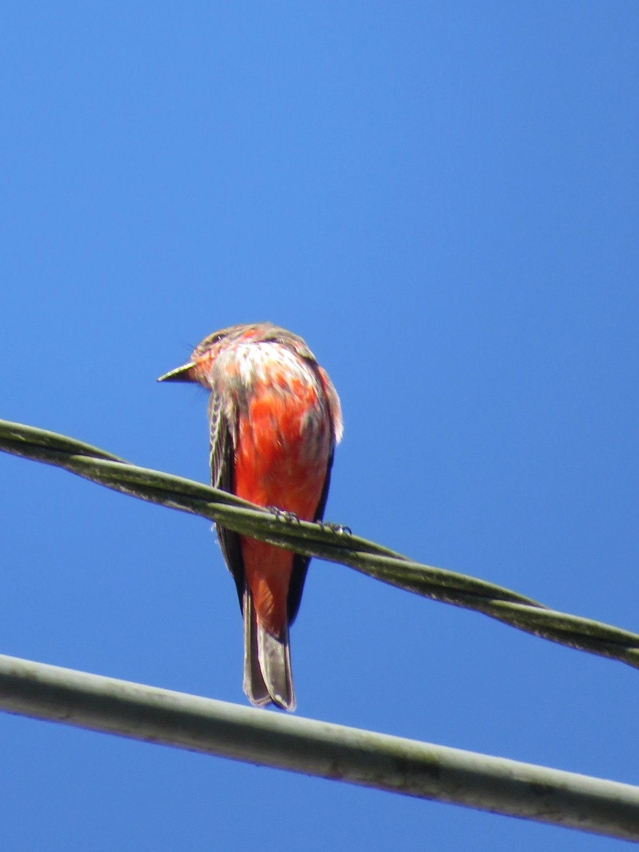 Príncipe (Pyrocephalus rubinus), aves, fotografado em Maresias, São Sebastião