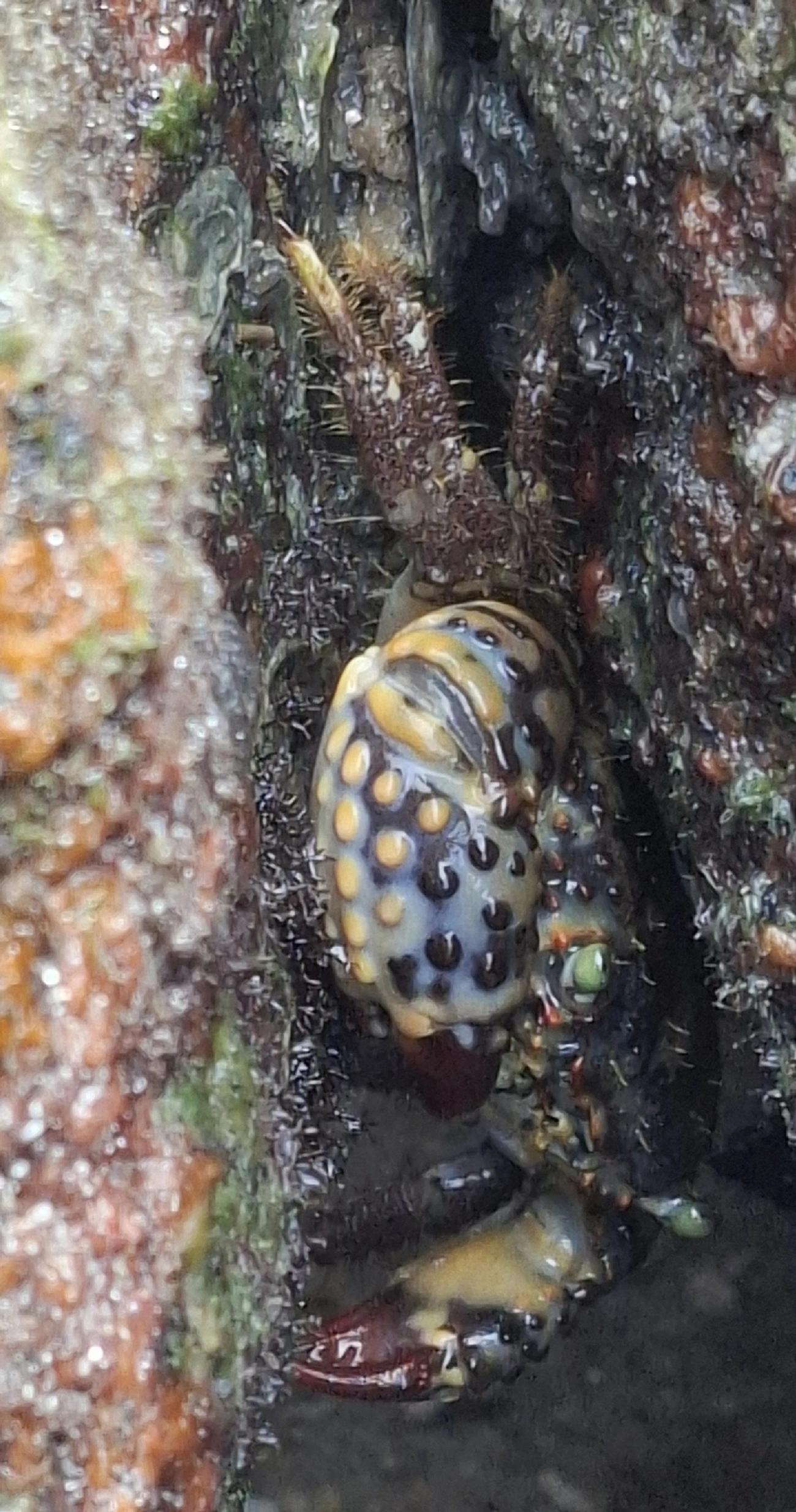 Bala-pedra (Eriphia gonagra), crustáceos, fotografado em São Sebastião